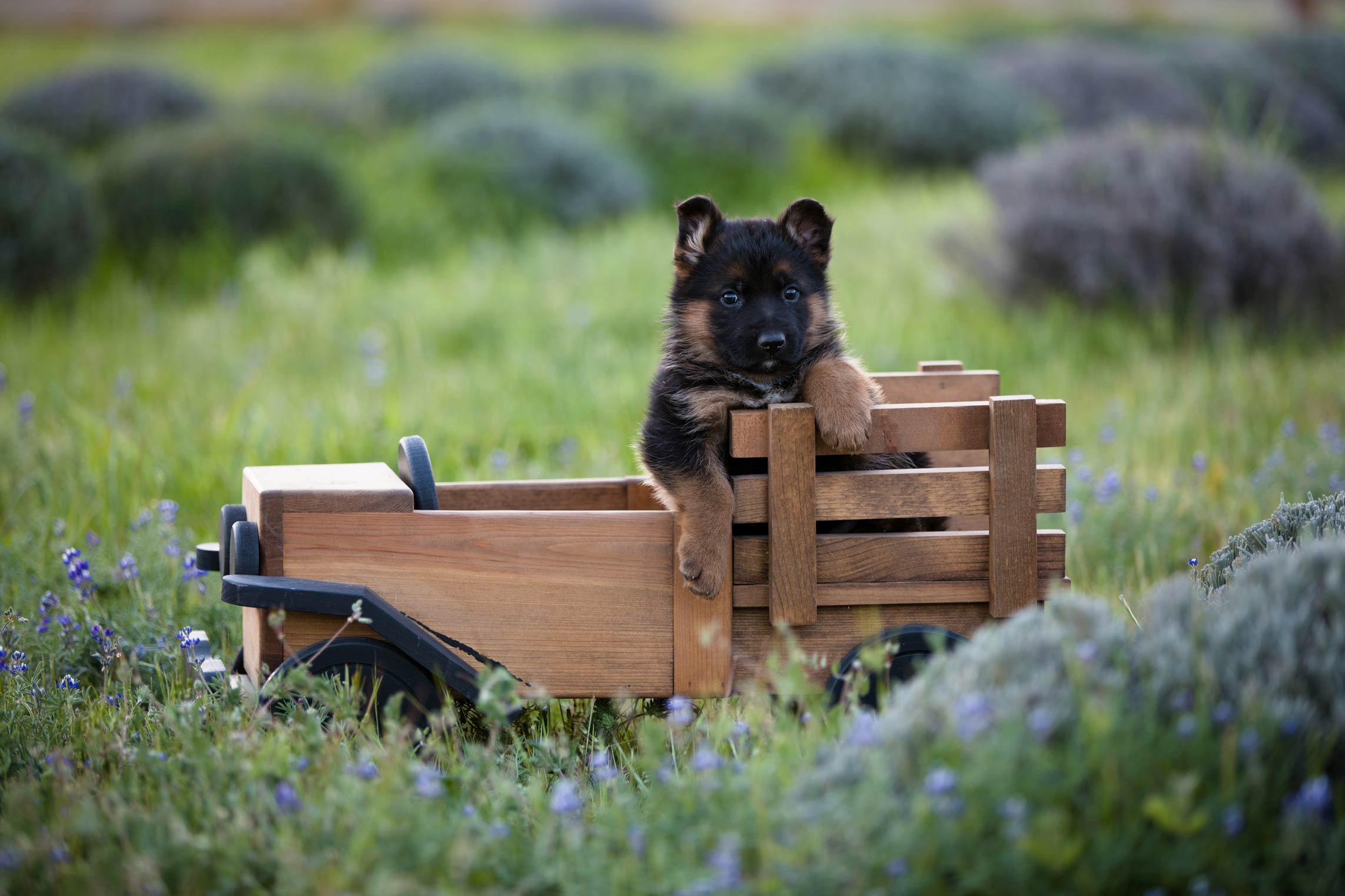 Lion Shepherd Puppies lion-shepherd-puppies