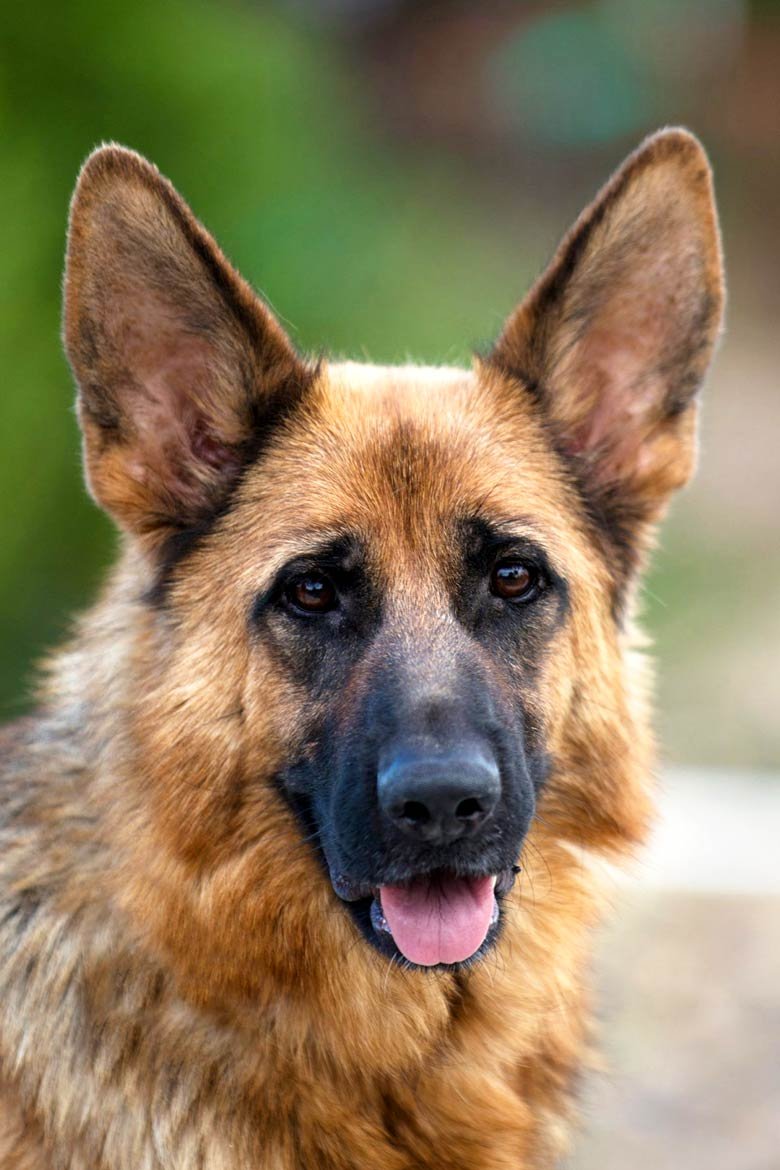 møde Læsbarhed fjer German Shepherd Puppies For Sale In Northern California | Nadelhaus |  Nadelhaus German Shepherds