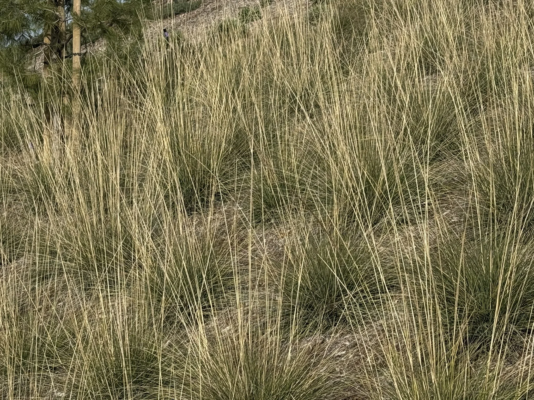 Muhlenbergia_OH_02.JPEG