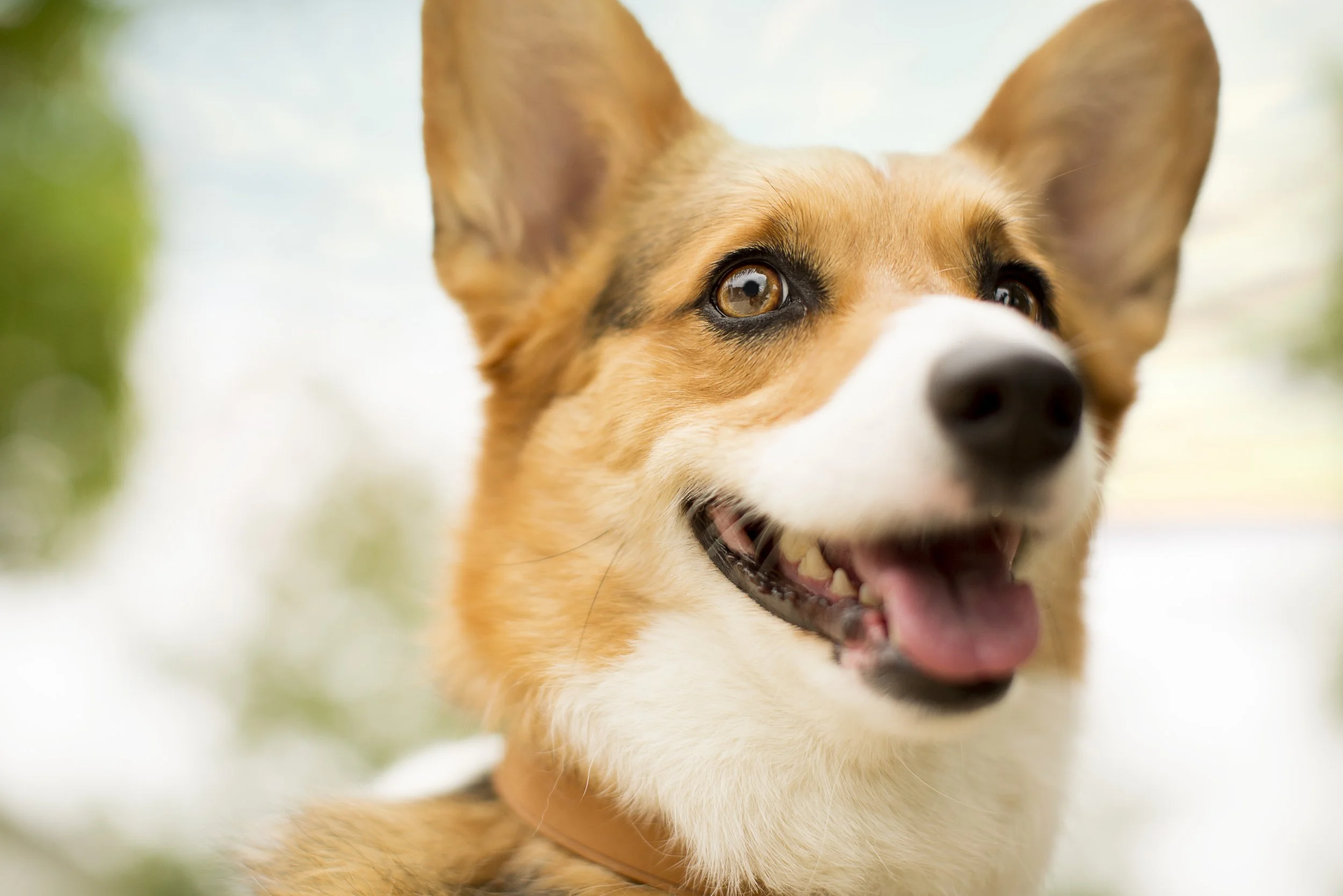 PURINA_ONE_6865.jpg