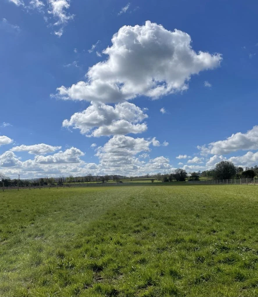 Woofy s Dog Field woofy-s-dog-field