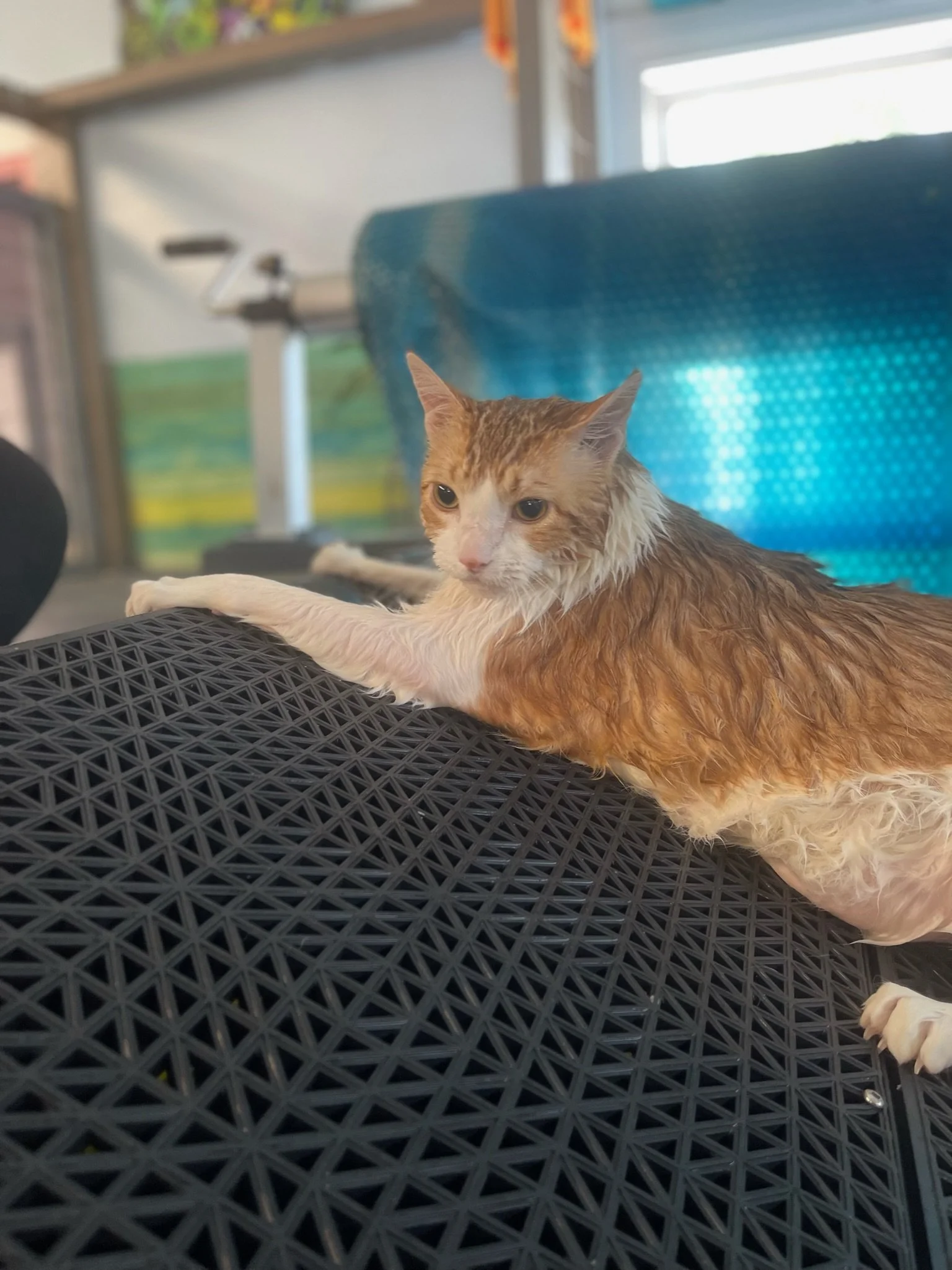 Frisky Kitty Hydrotherapy at Frisky Pup