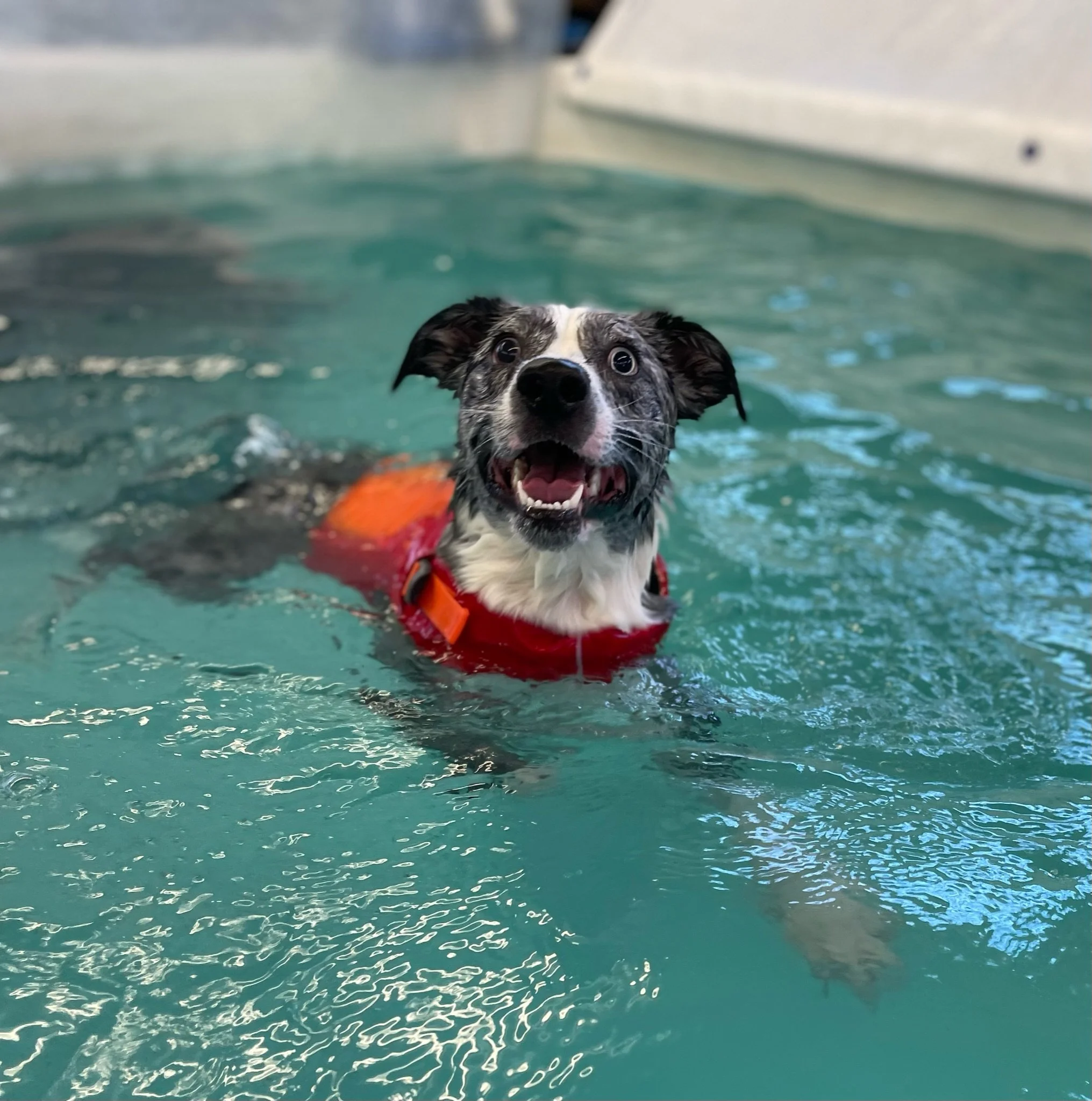 Canine Hydrotherapy