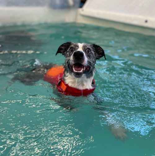 Frisky Pup Canine Hydrotherapy & Fitness