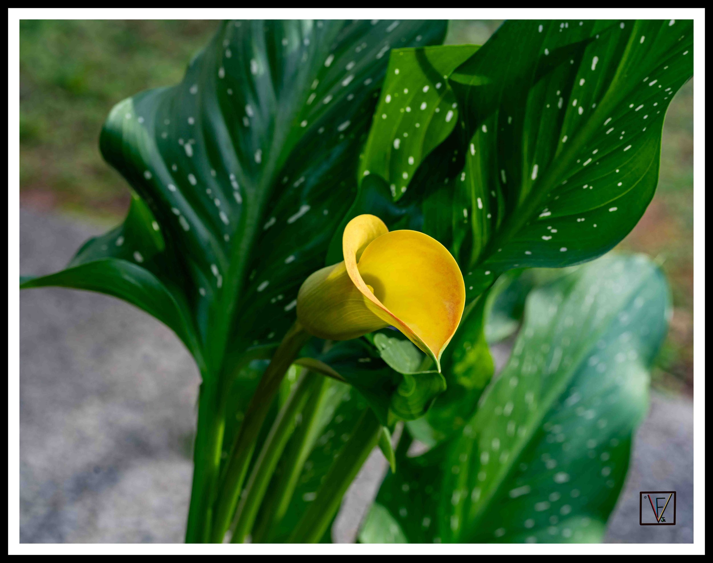 _DSC1594-HDR-Edit.jpg