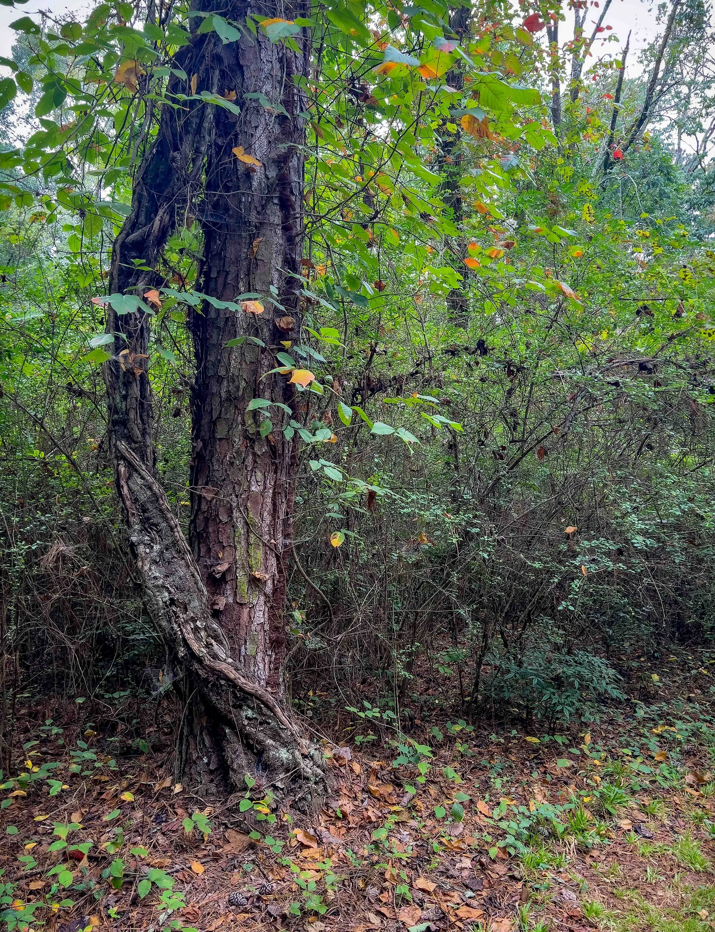 IMG_1624-Edit-Edit-Edit.jpg