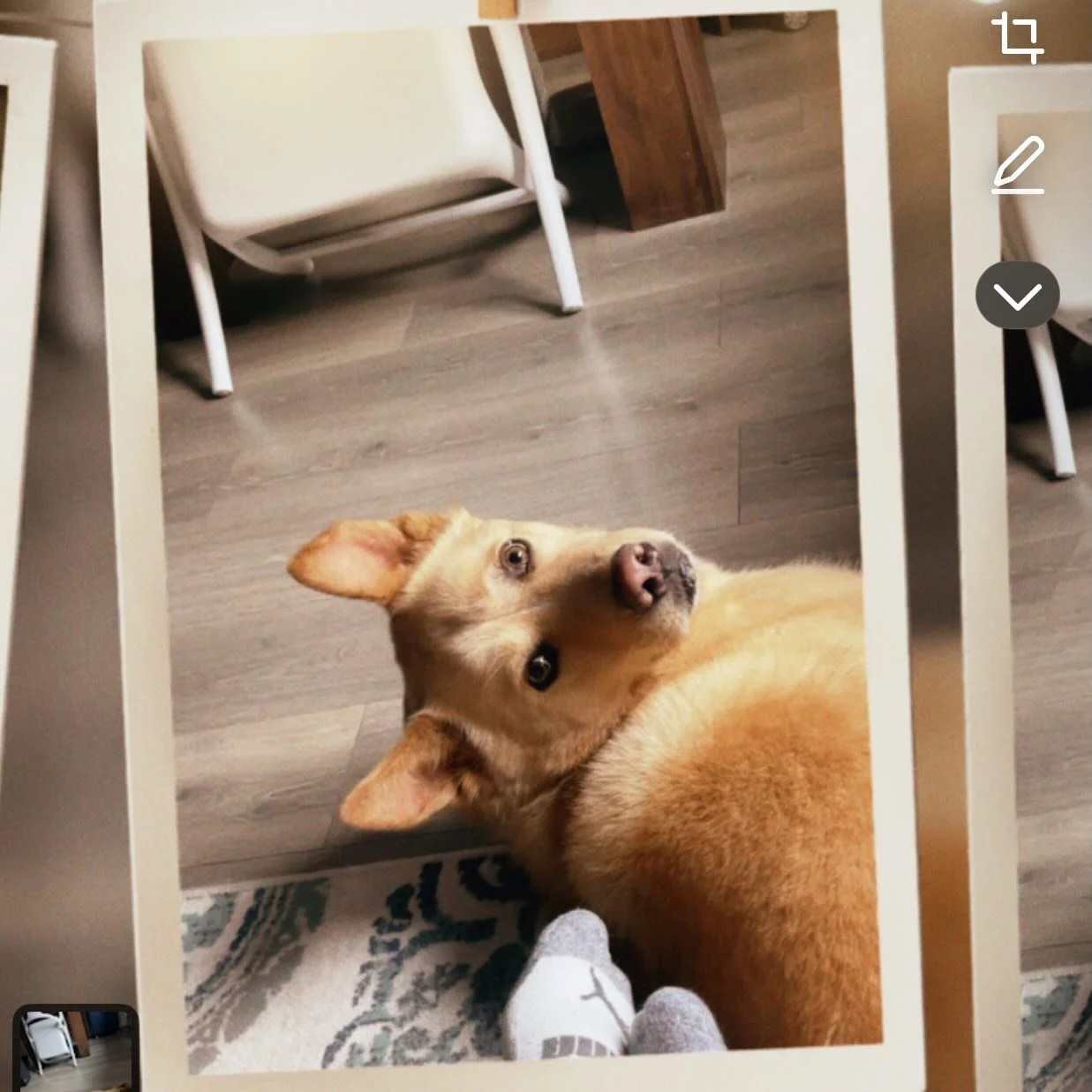 Puppy love #cute #dog #dingo