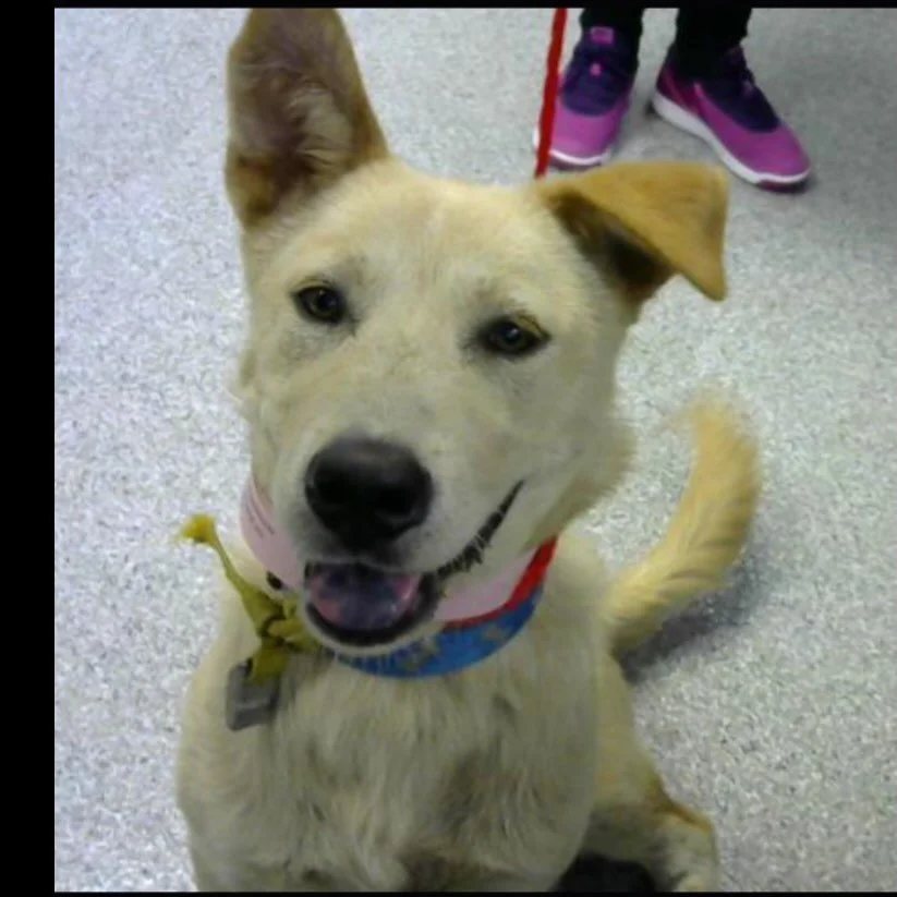 Would you adopt this dog? Roku male 1yr