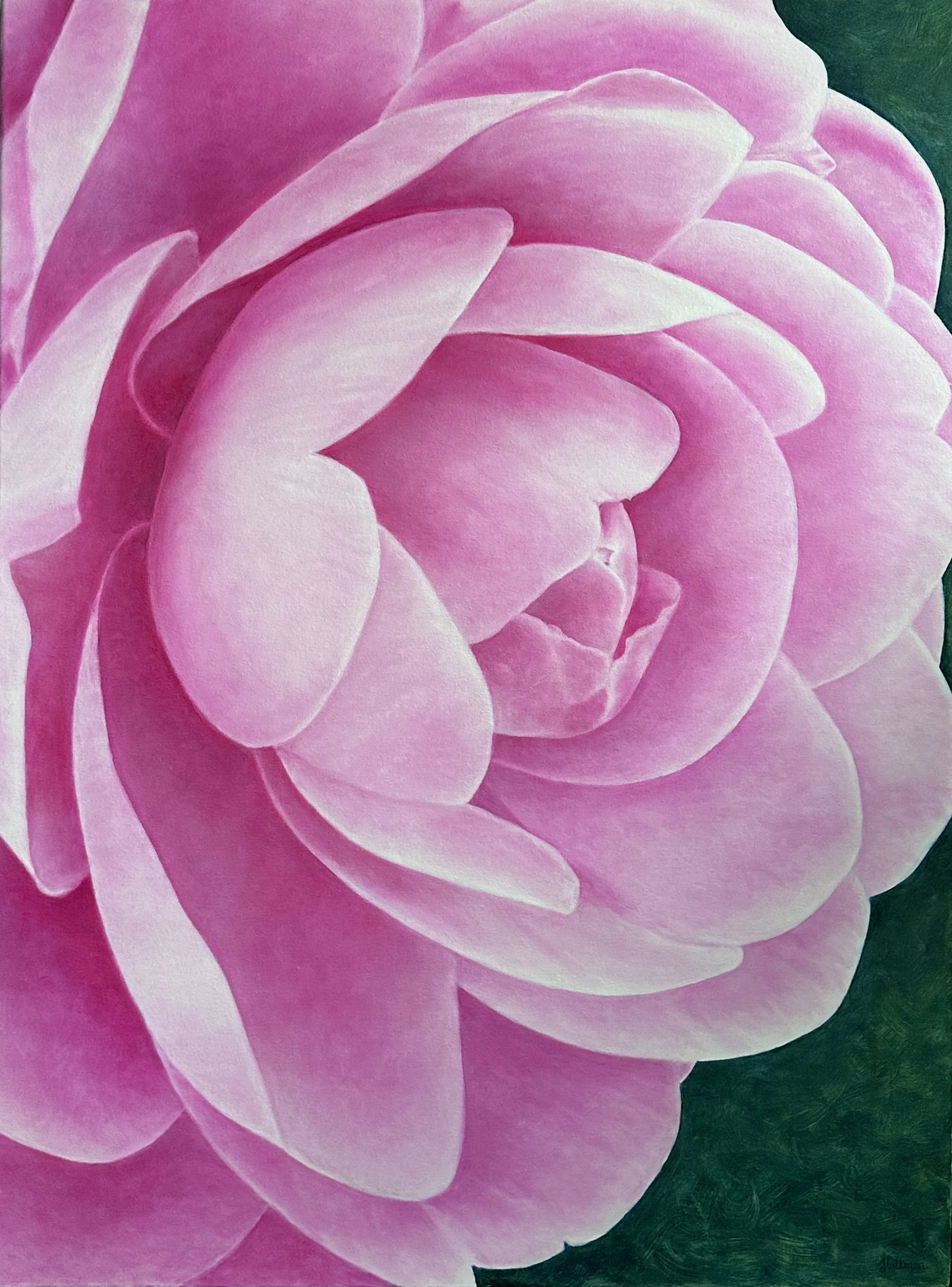 Camellia.jpeg