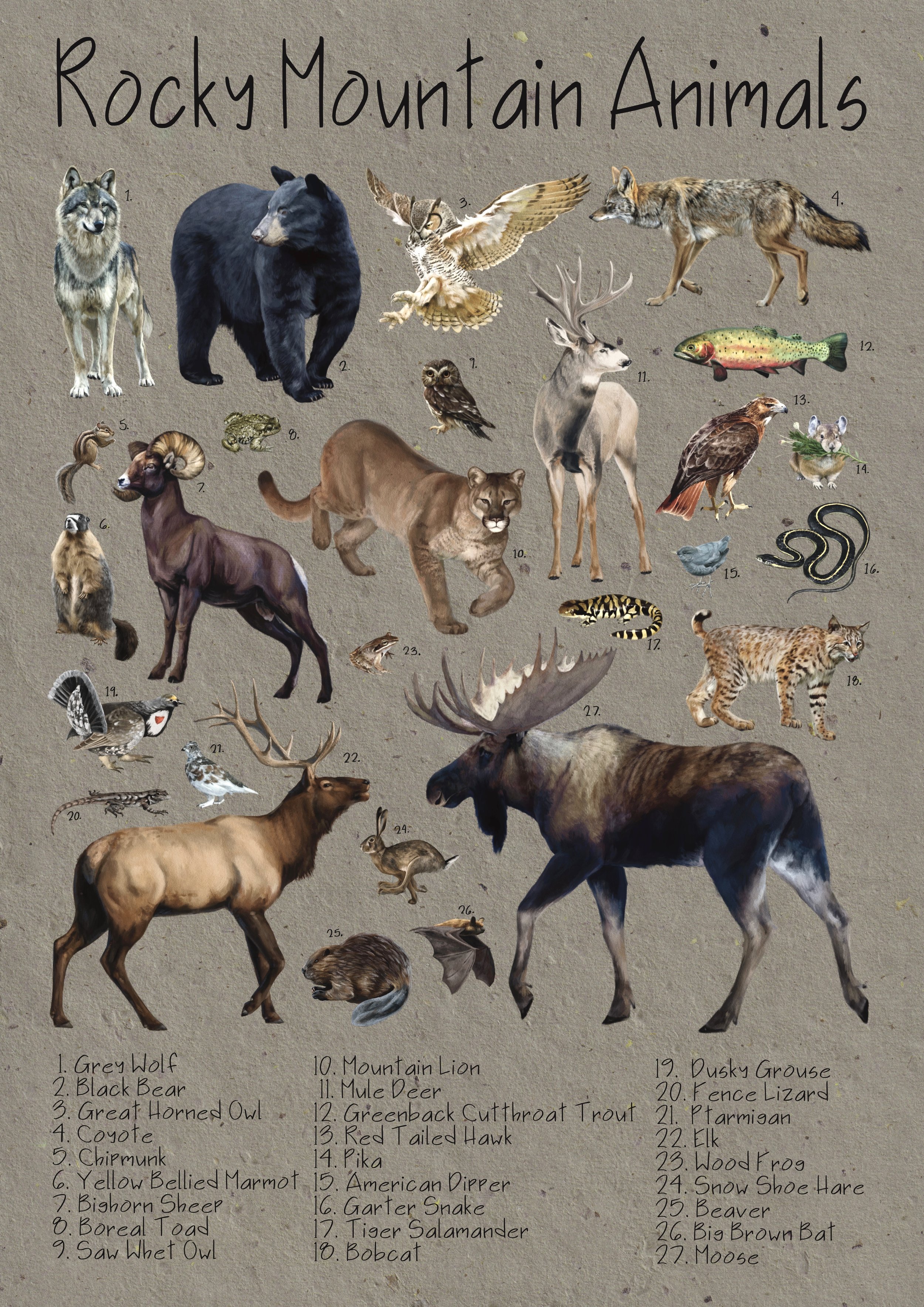 Rocky Mountain Animals