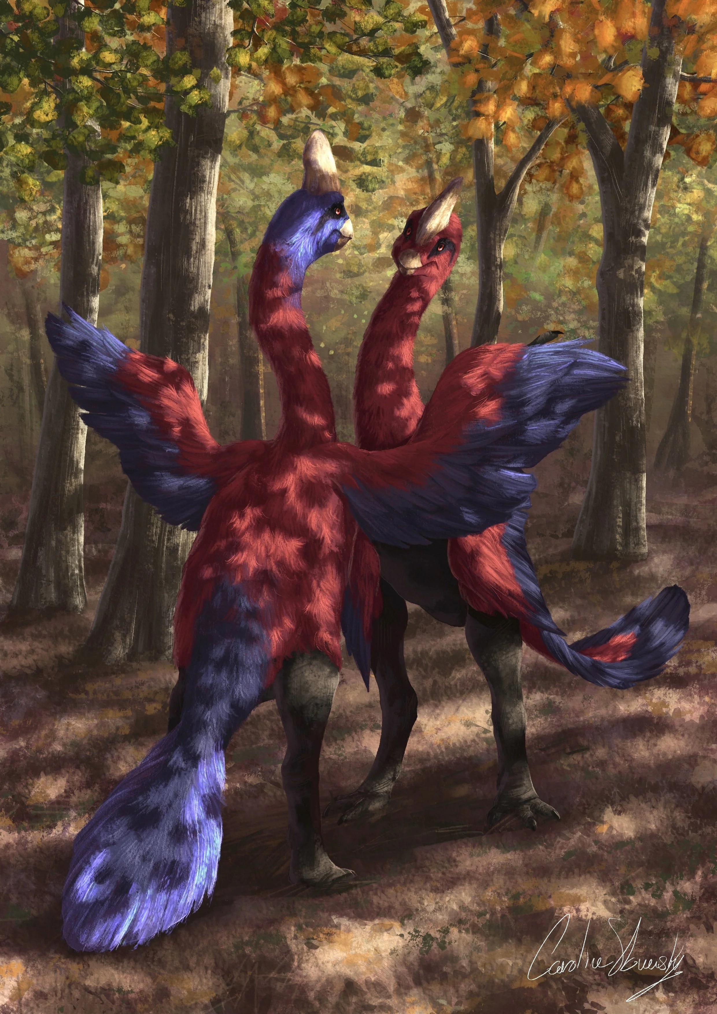 Coryithoraptor Courtship