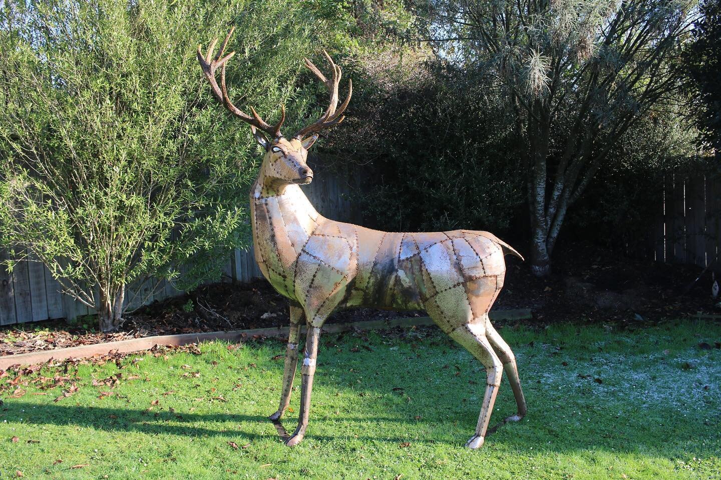 Finished my first stag ! He&rsquo;s just got to get a bit more colour on him, looks like he&rsquo;s been spooked by someone 🦌

#metalsculpture #metalart #metal #gardensculpture #gardensculpturenz #landscapeart #sculpter #sculpture #sculptureart #art
