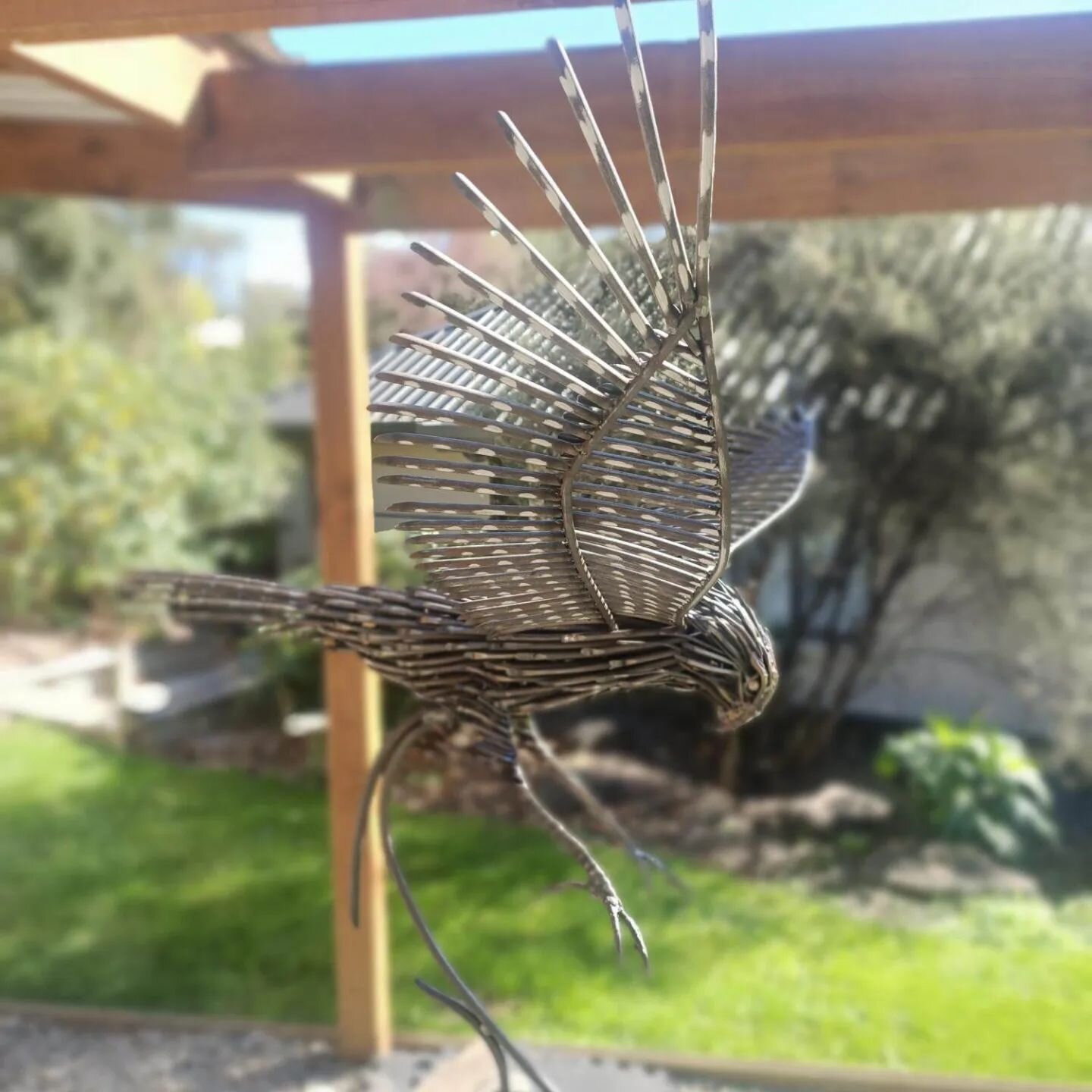 FOCUS (above) is required when you can fly at 200 km/h! Meet Brad Jackson's latest creation. @southernsculpture.art You continue to move from strength to strength. Your latest avian sculpture is full of delightful nuances. Be sure to pop into the gal
