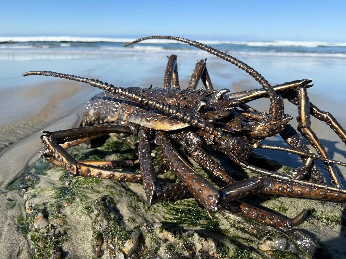 Stainless steel Crayfish, one of my latest creations 🦞 

#art #nzsculpture #sculpture #nzsmallbusiness #metalart #fishing #nzdiving #nzfishingcommunity #southernsculpture #purebythebarrelman