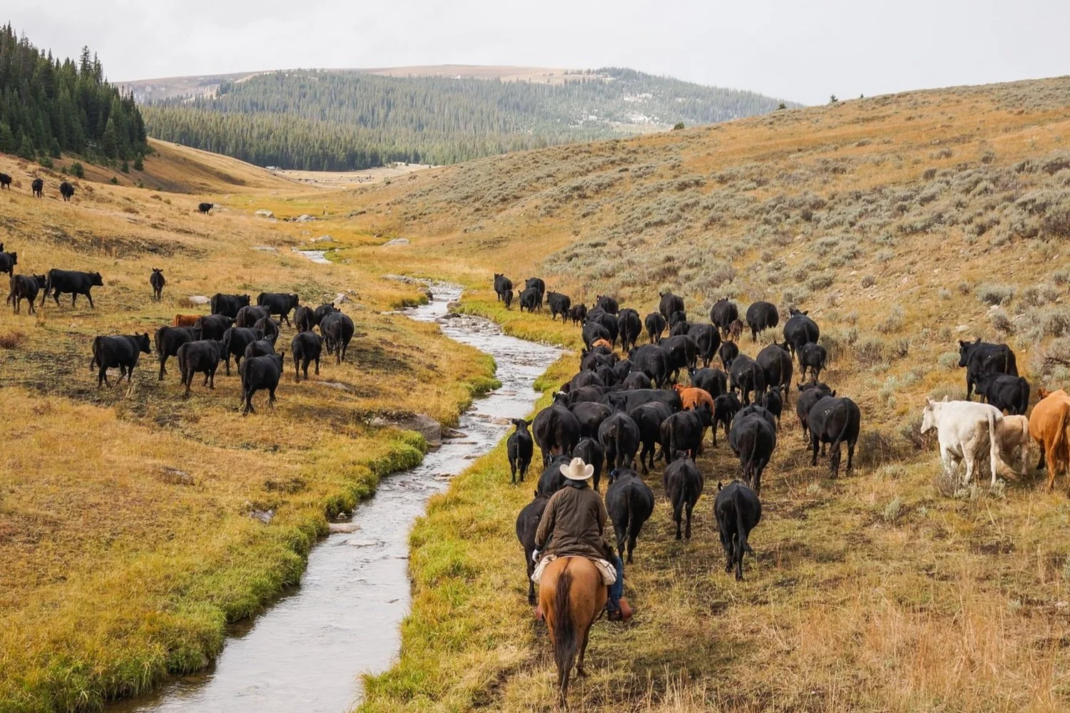 Double Rafter Cattle Drives