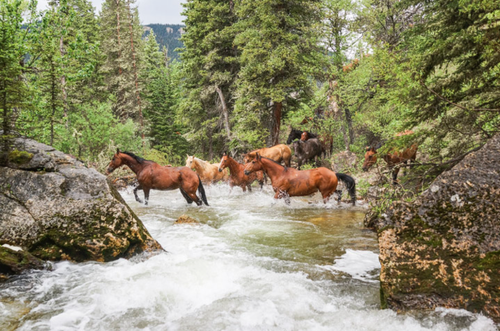 Double Rafter Cattle Drives