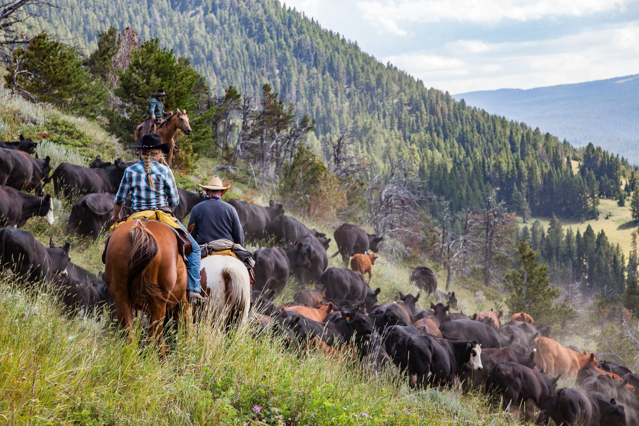 Double Rafter Cattle Drives