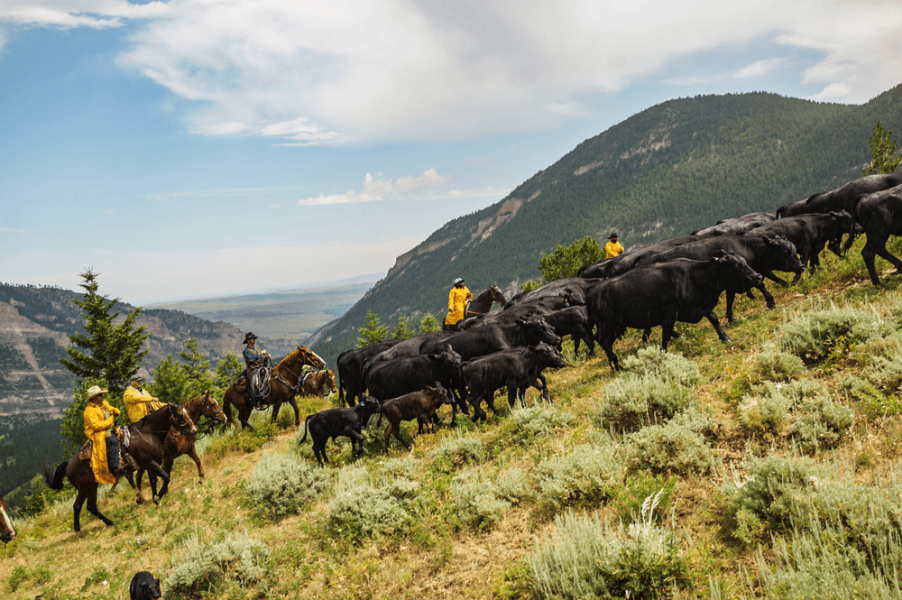 Gallery — Double Rafter Cattle Drives
