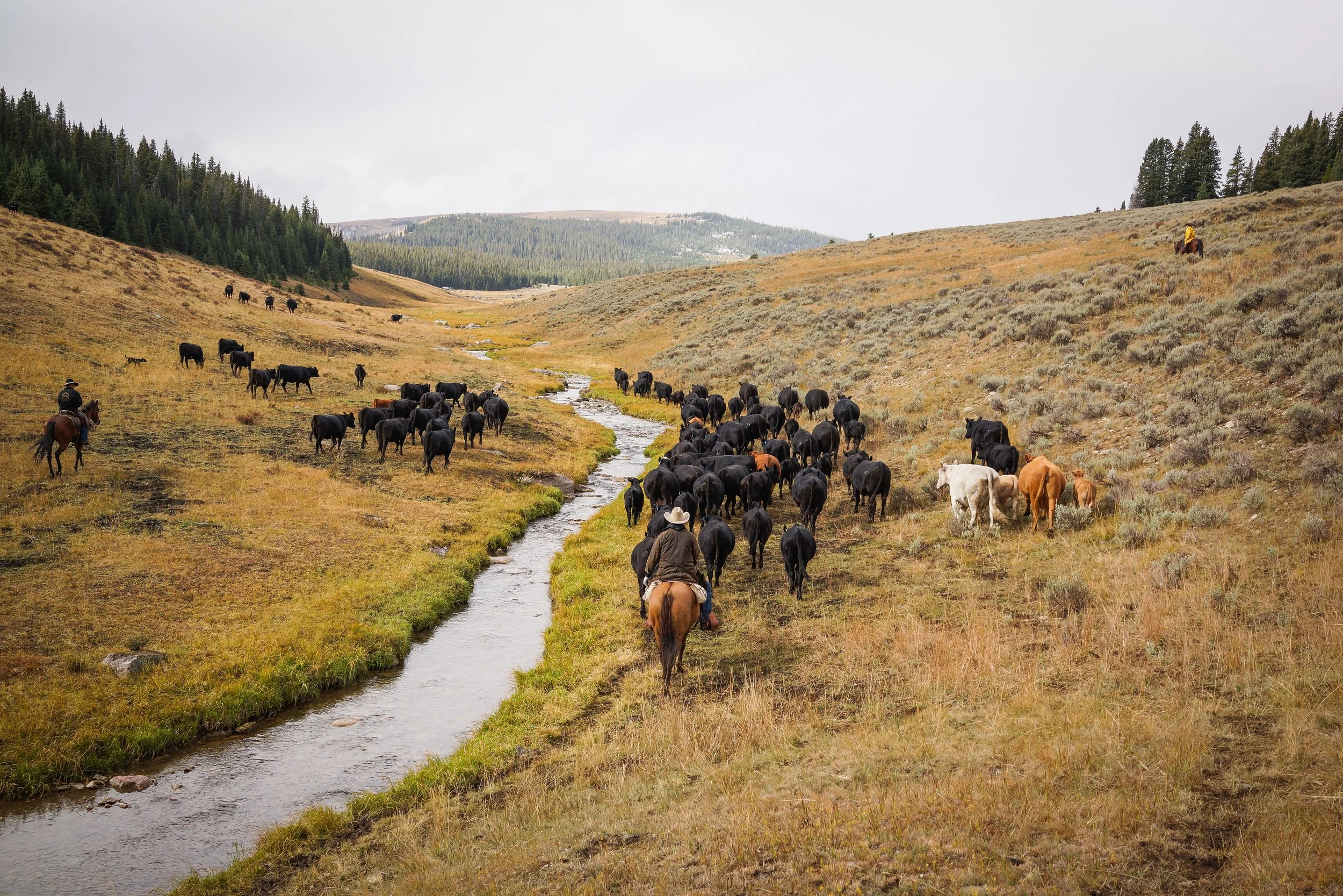 Gallery — Double Rafter Cattle Drives