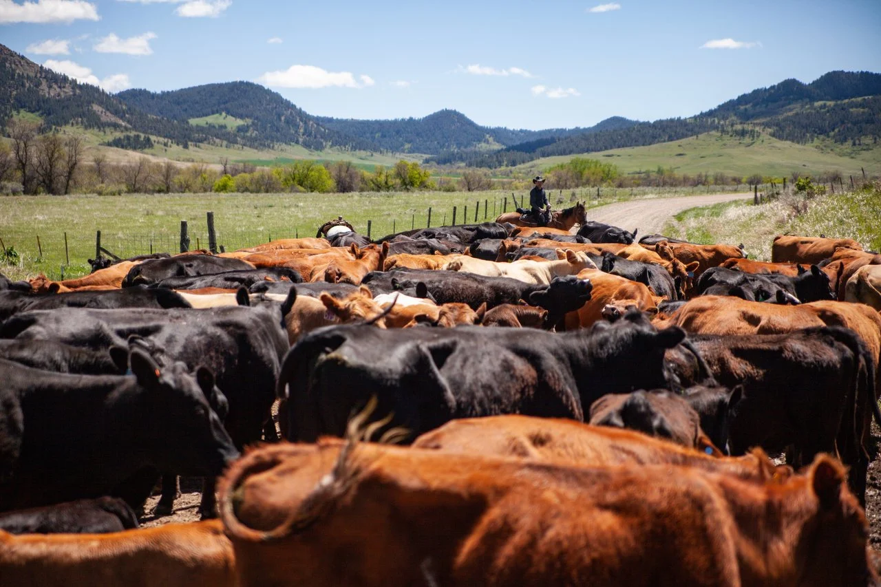 Cattle Drives — Double Rafter Cattle Drives