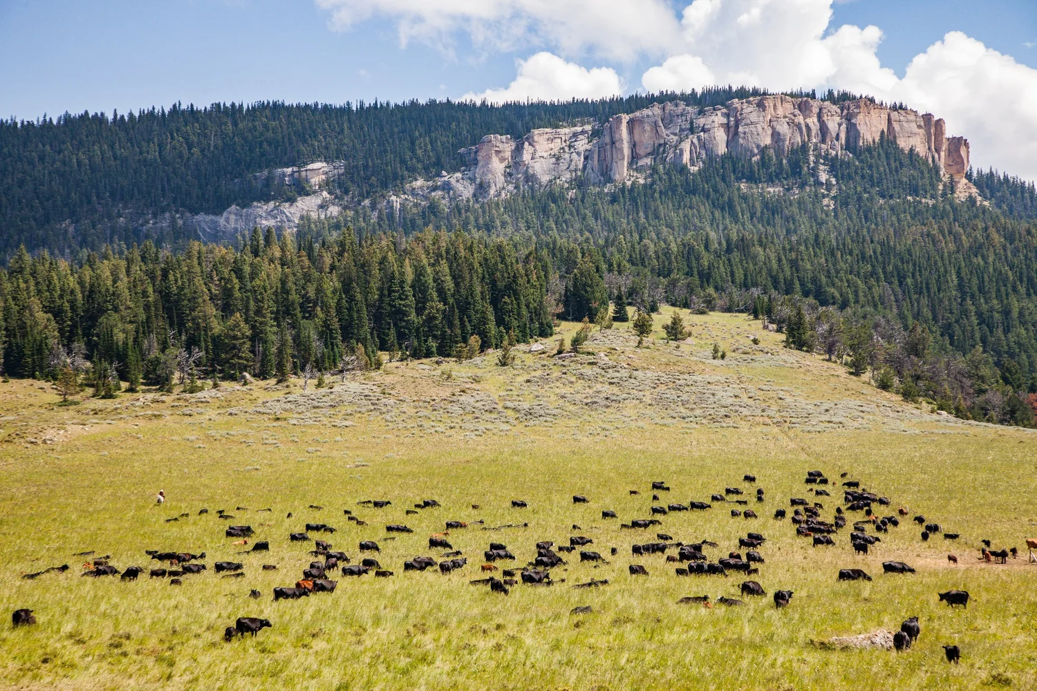 Double Rafter Cattle Drives