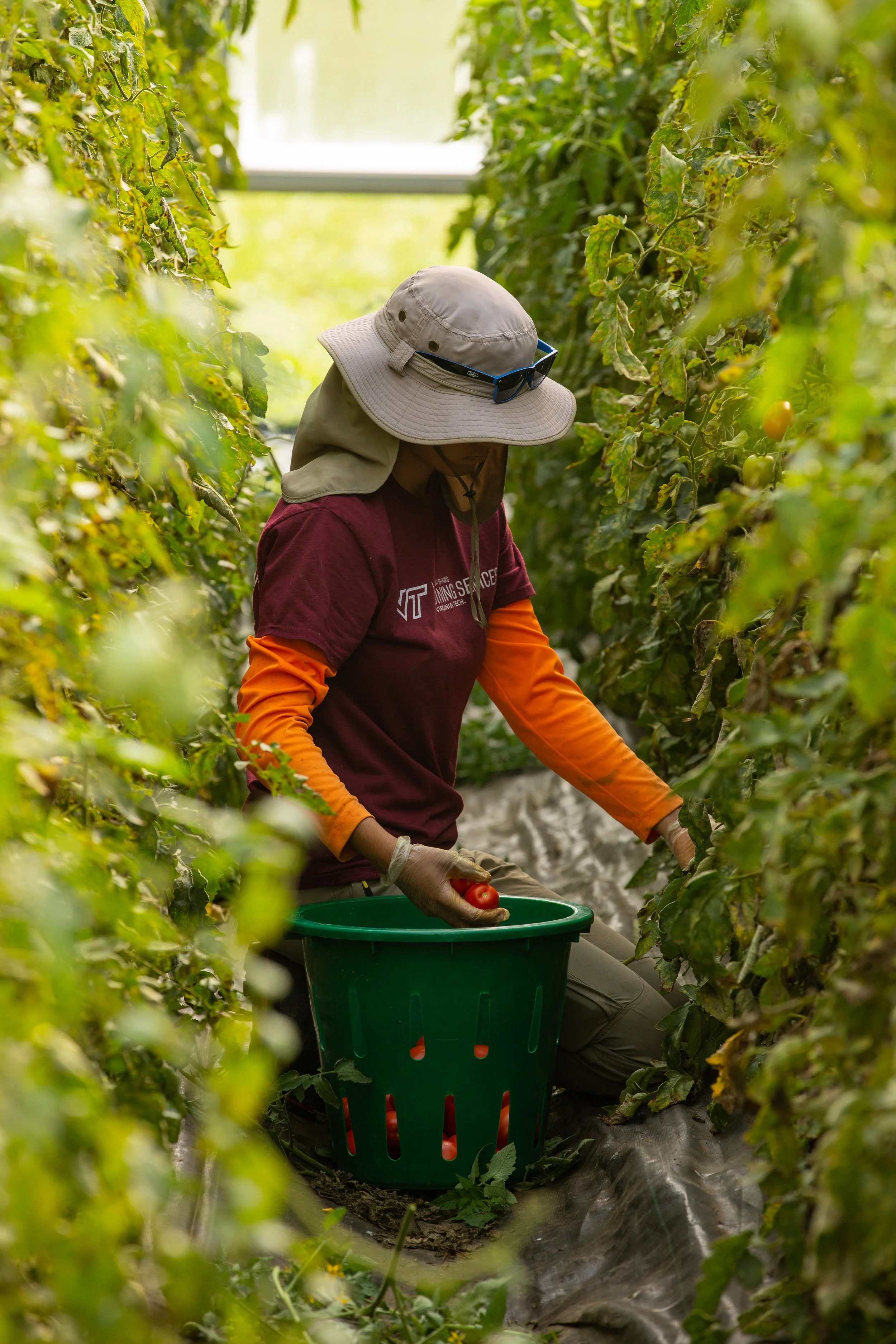 Copy of 20180726 Tomatoes and Green beens-40.jpg