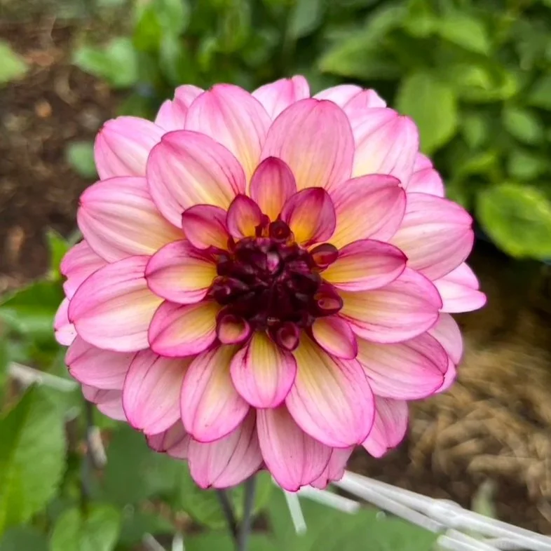 Dahlia - Muchacha