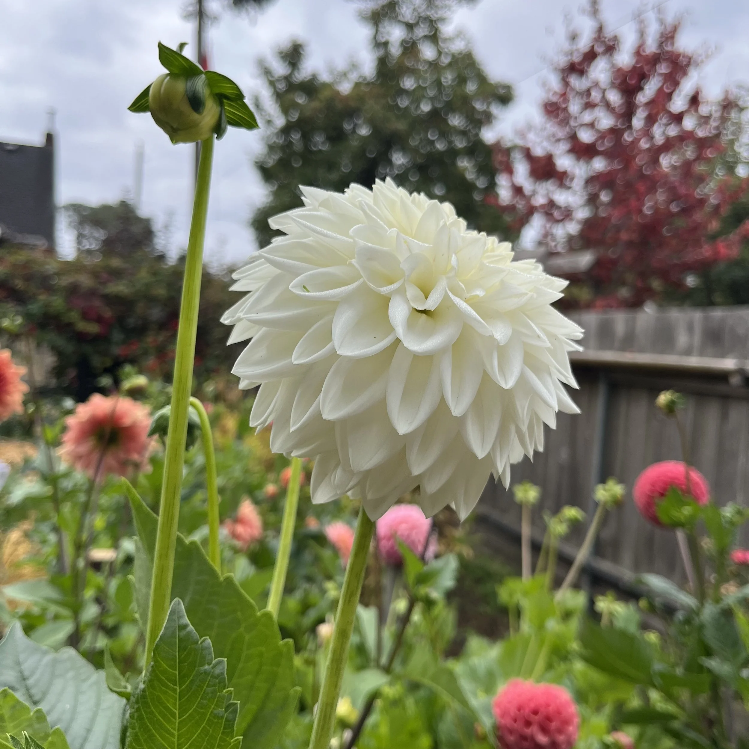 IMG_0406.jpeg