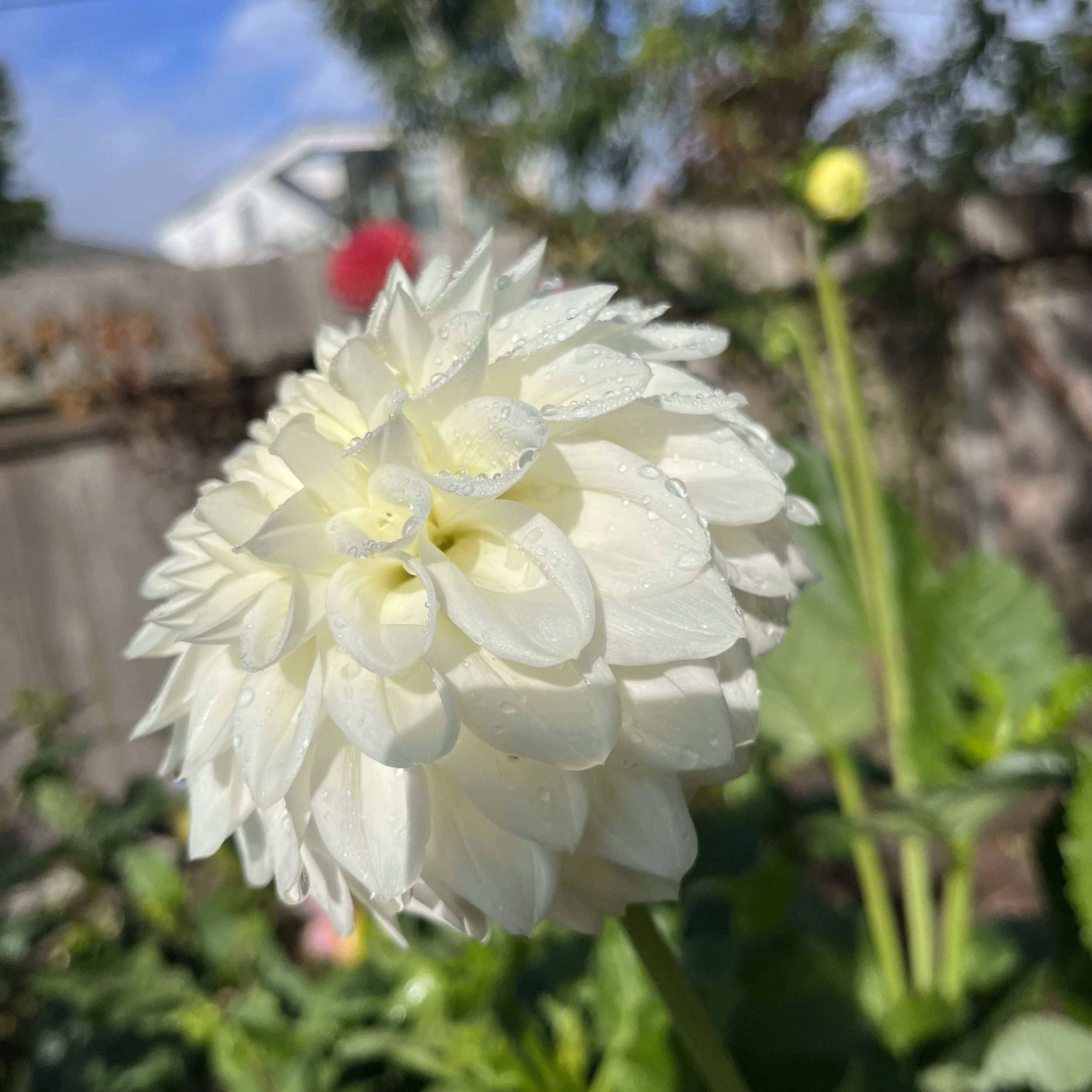 IMG_0581.jpeg
