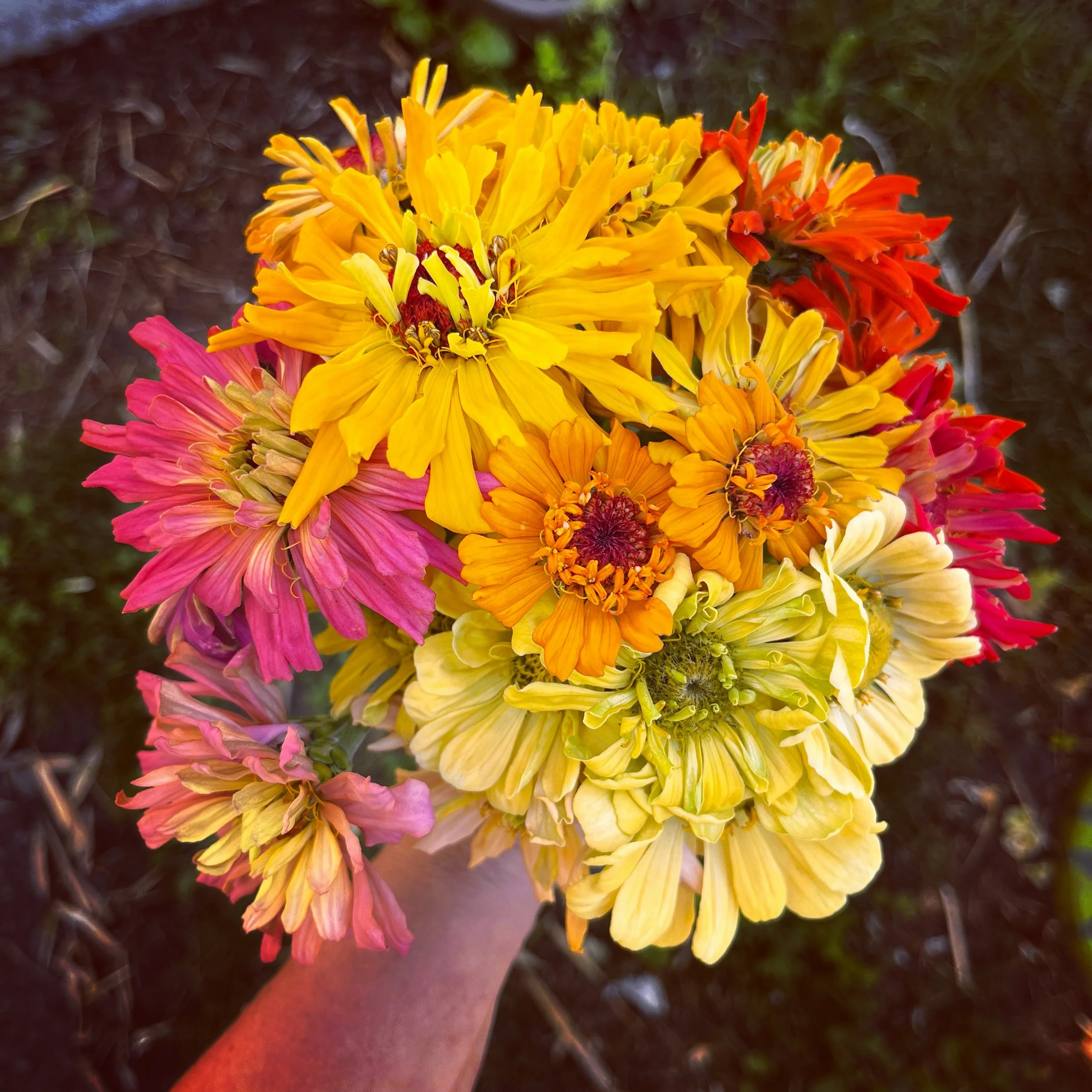 Zinnia Mix.jpg