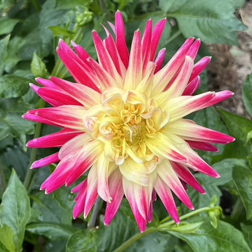 Dahlia - Tahiti Sunrise