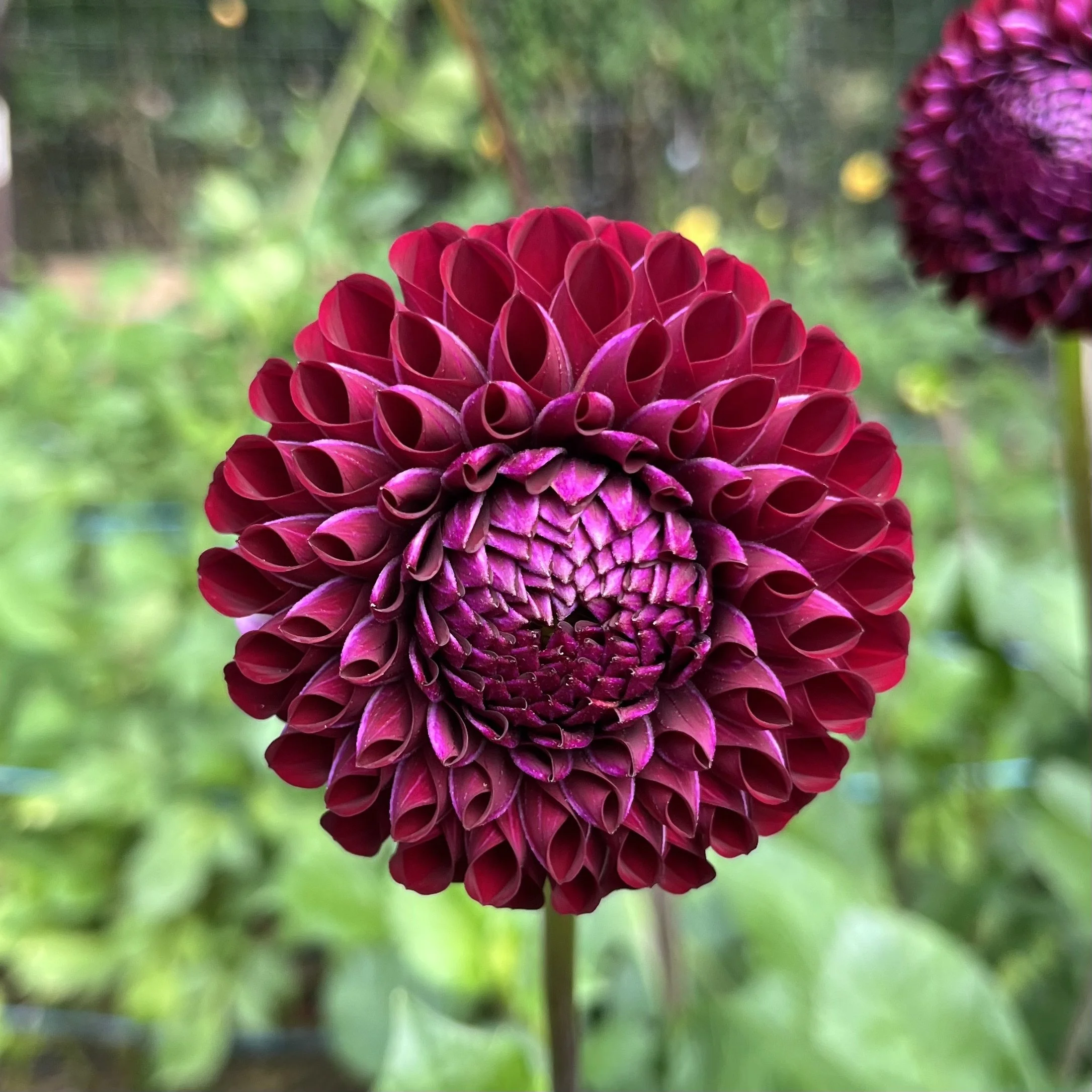 Dahlia - Ferncliff Ebony