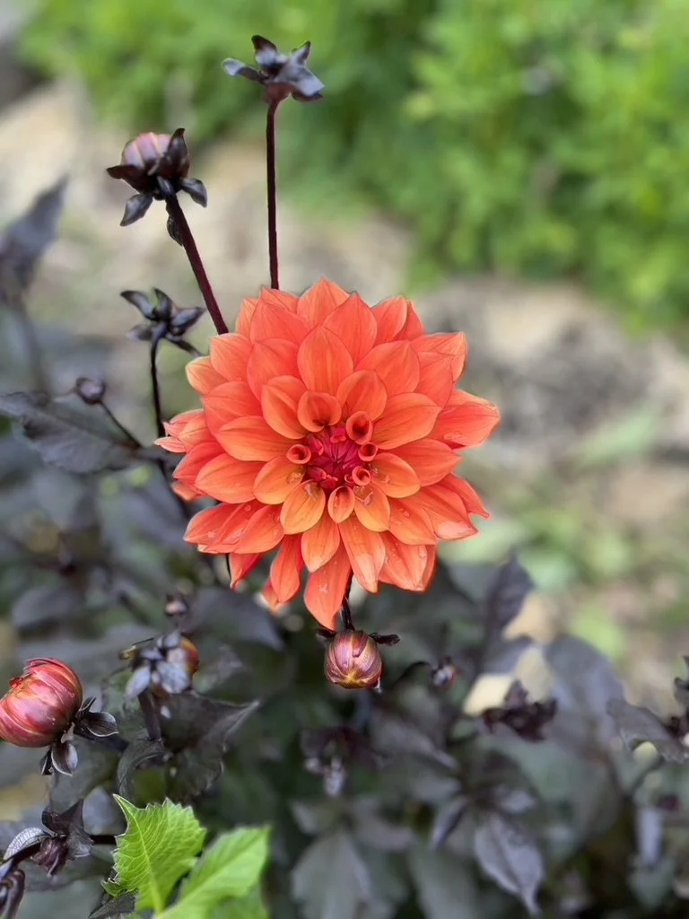 How to Plant a dahlia tuber