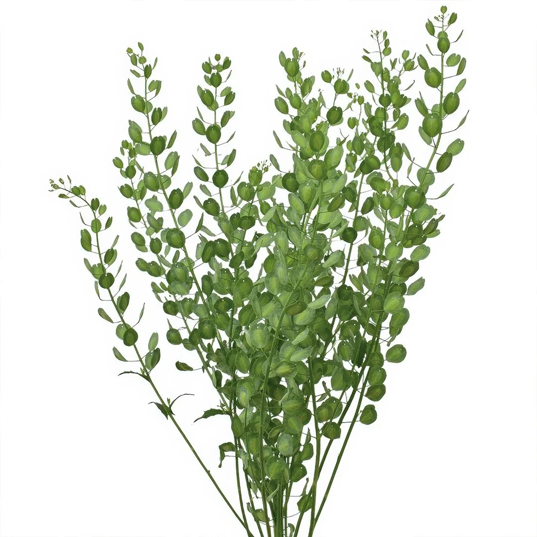 Pennycress2.jpeg