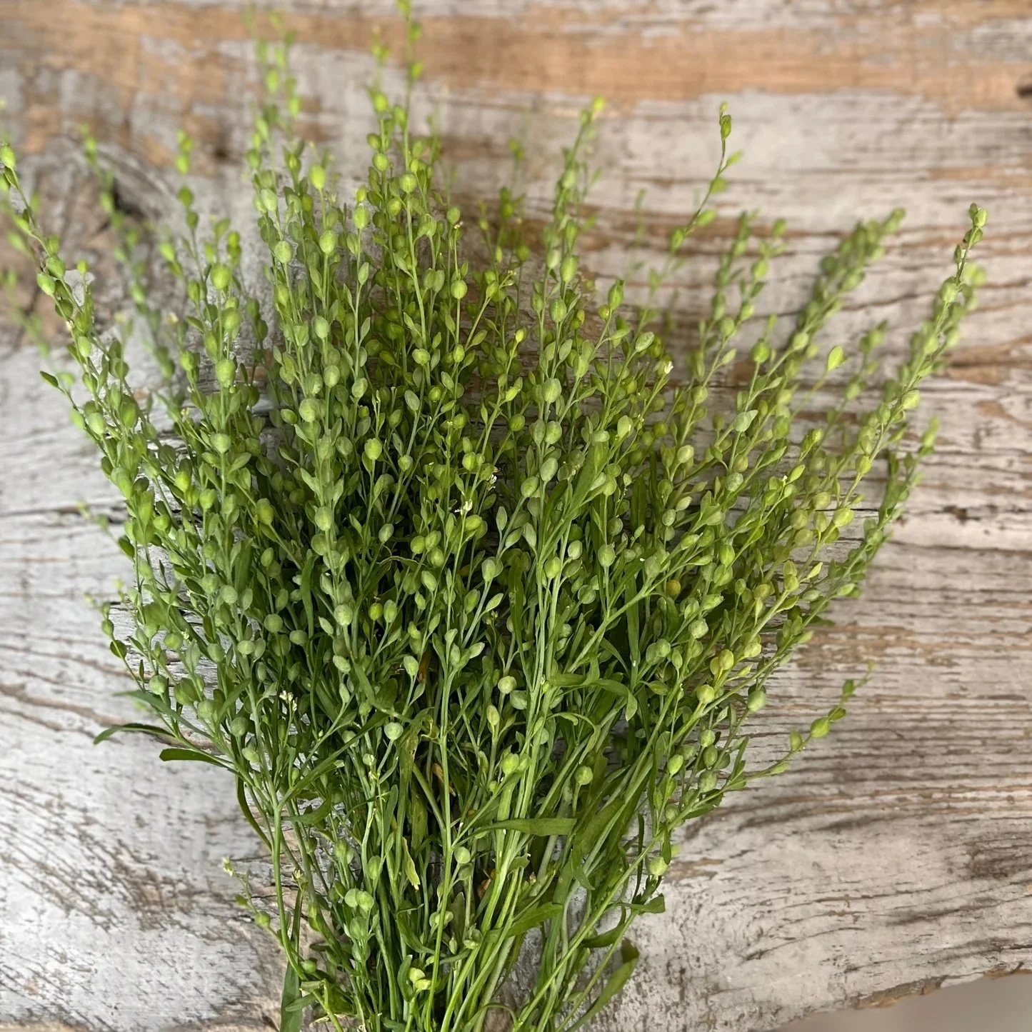 cress - attraxa2.jpeg