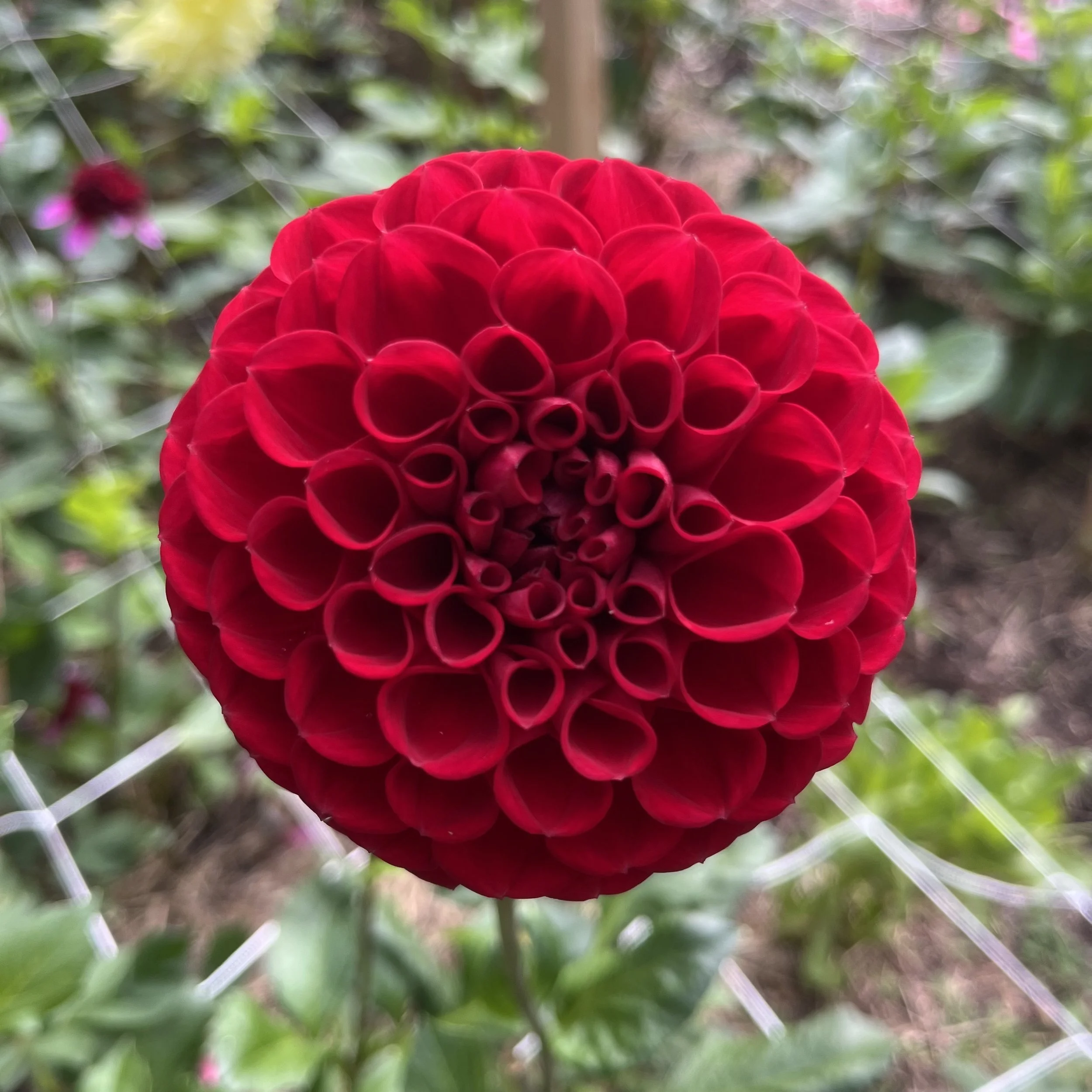 Dahlia - Cornel