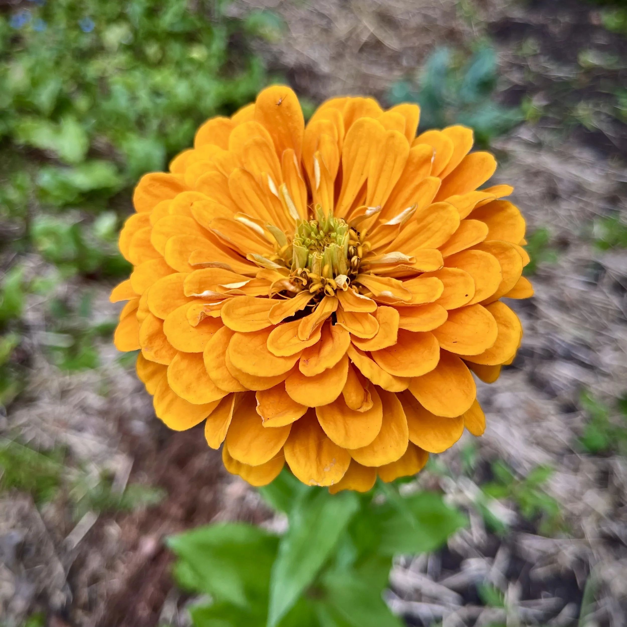 zinnia - tangerine.jpeg