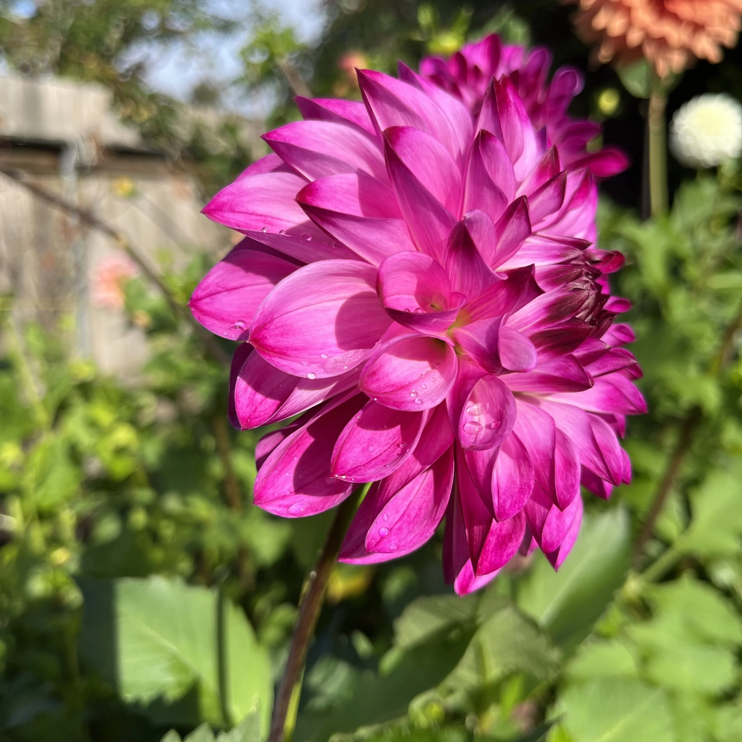 IMG_0577.jpeg