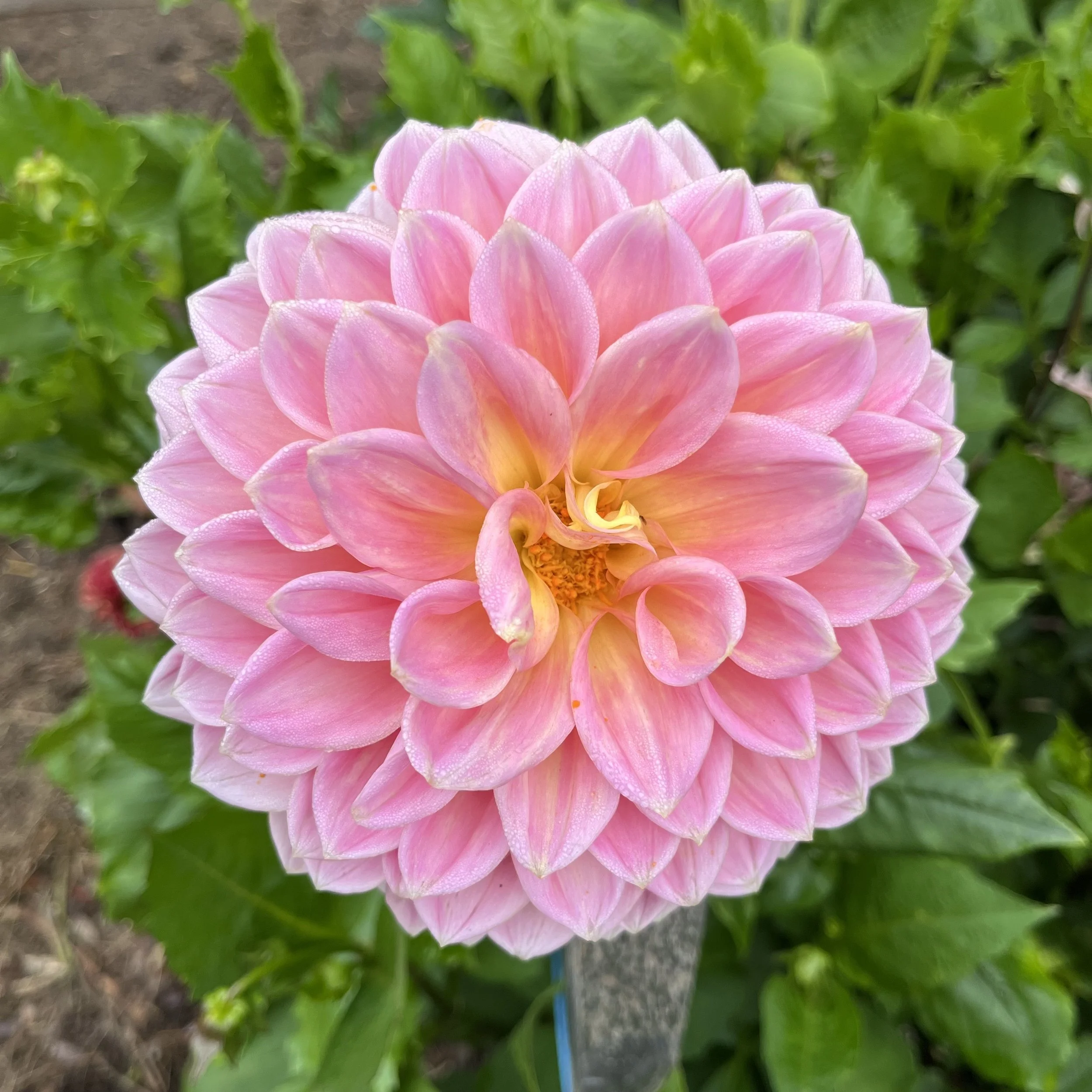 Dahlia - Castle Drive
