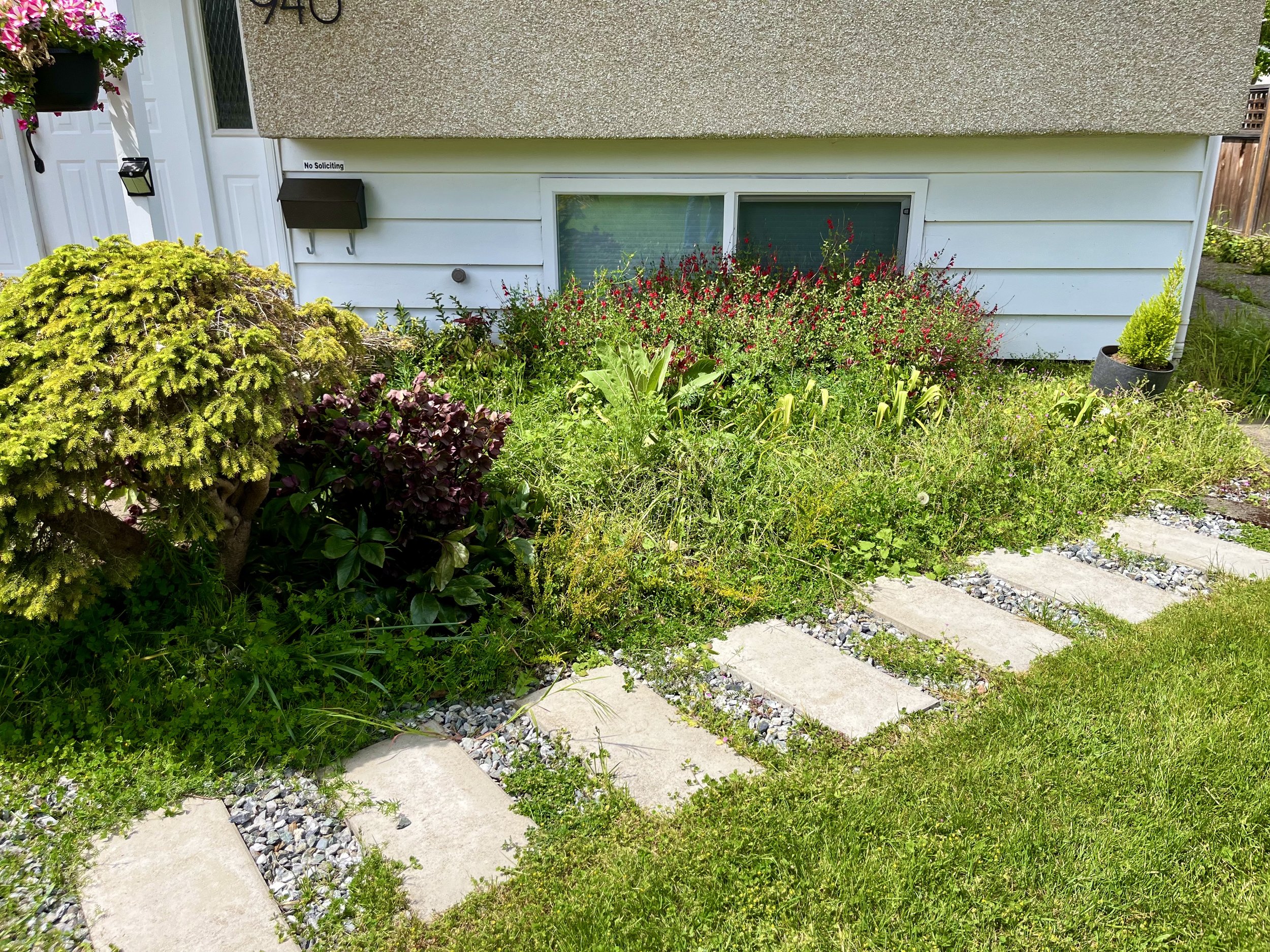 A before picture of a weedy garden bed.