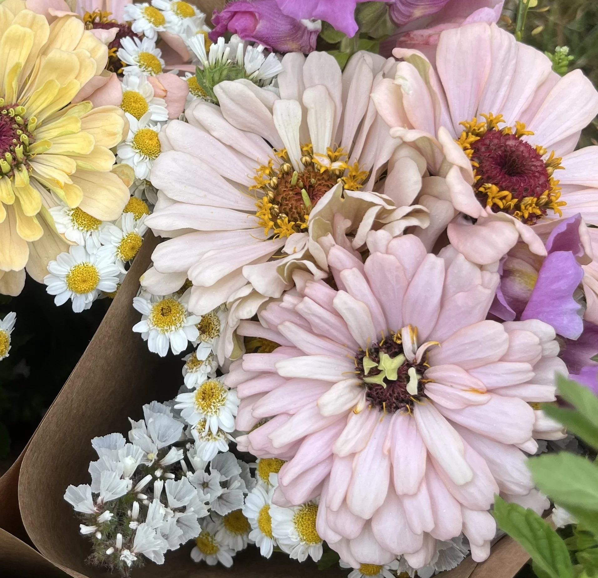 zinnia - pastel mix.jpeg