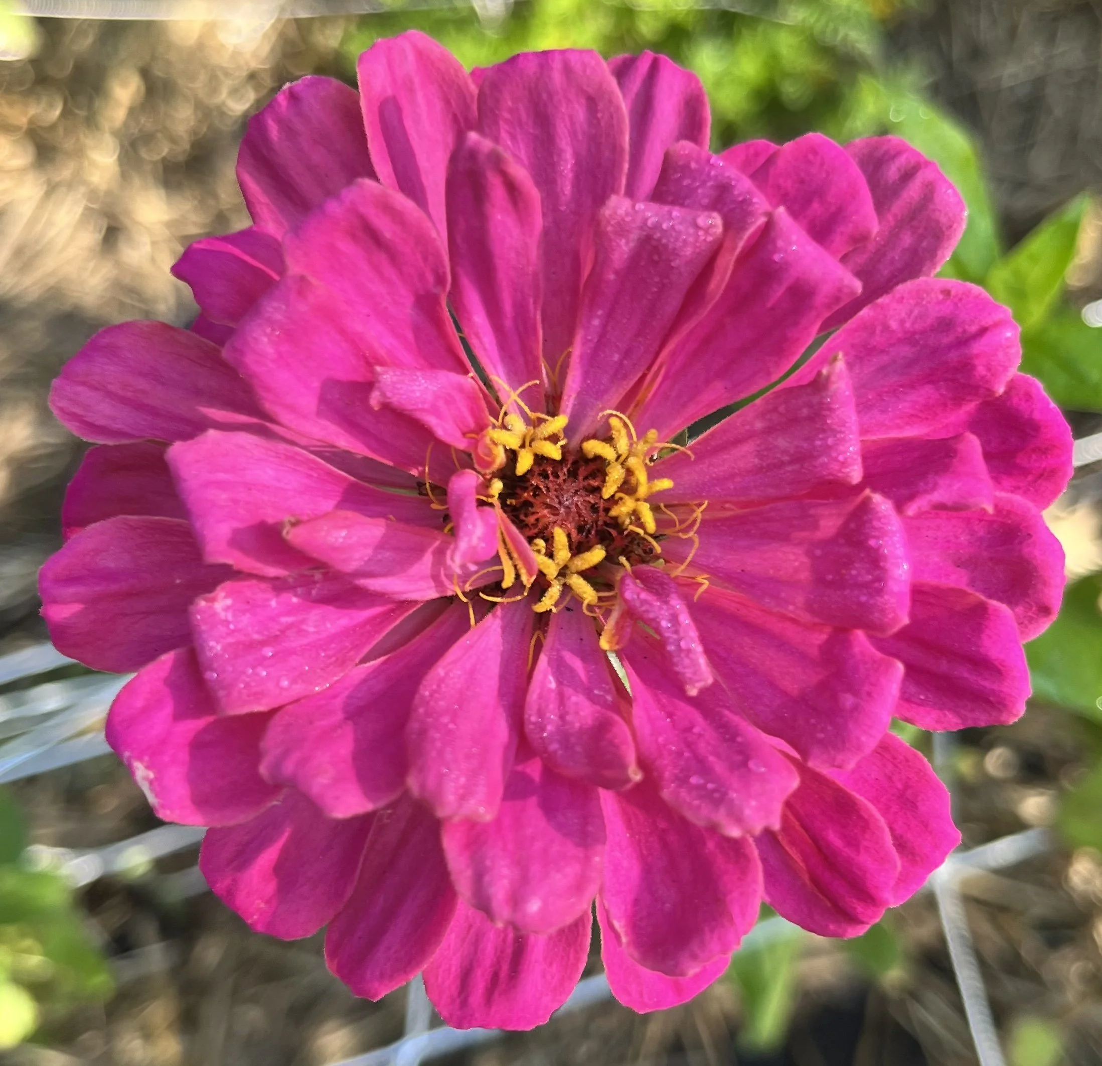 Zinnia - hot pink.jpeg