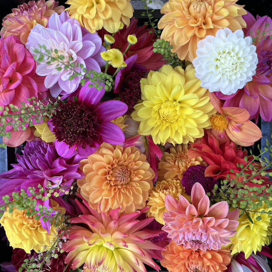 Pre-Order DIY Dahlia Bucket