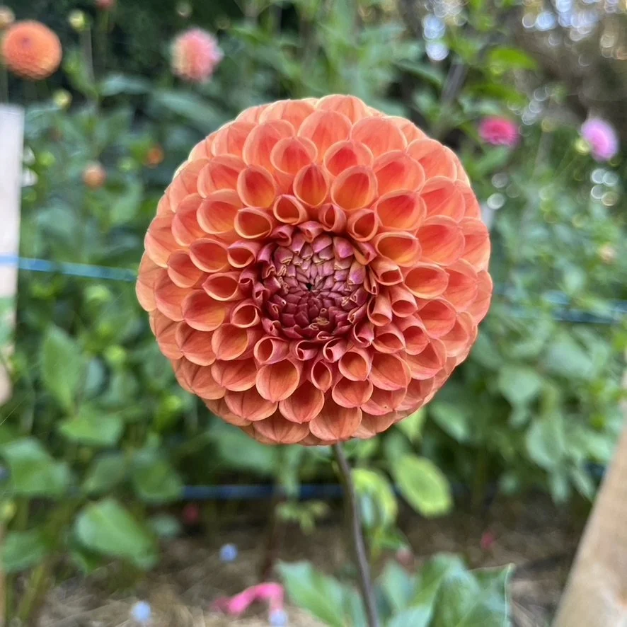 Dahlia - Triple Lee Dee