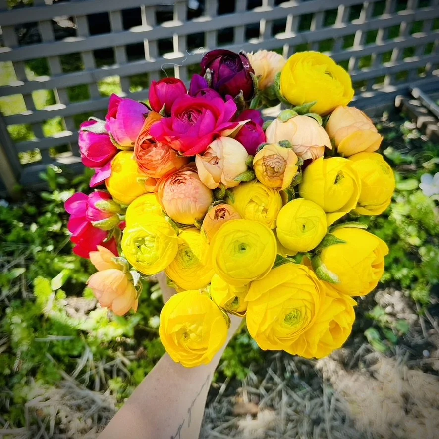 NEW! Ranunculus Rainbow 5-packs