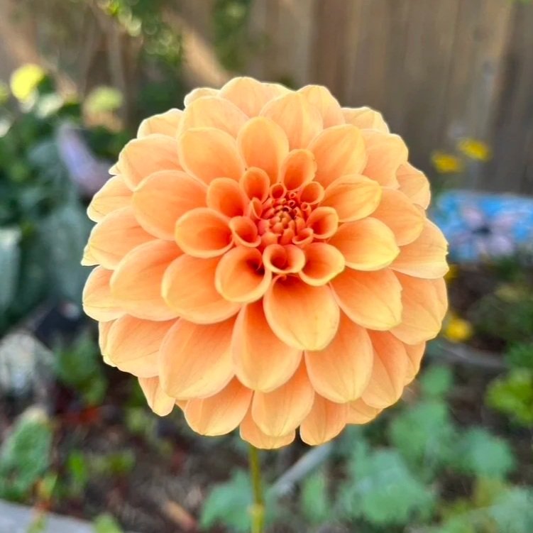 Dahlia - Lark's Ebbe