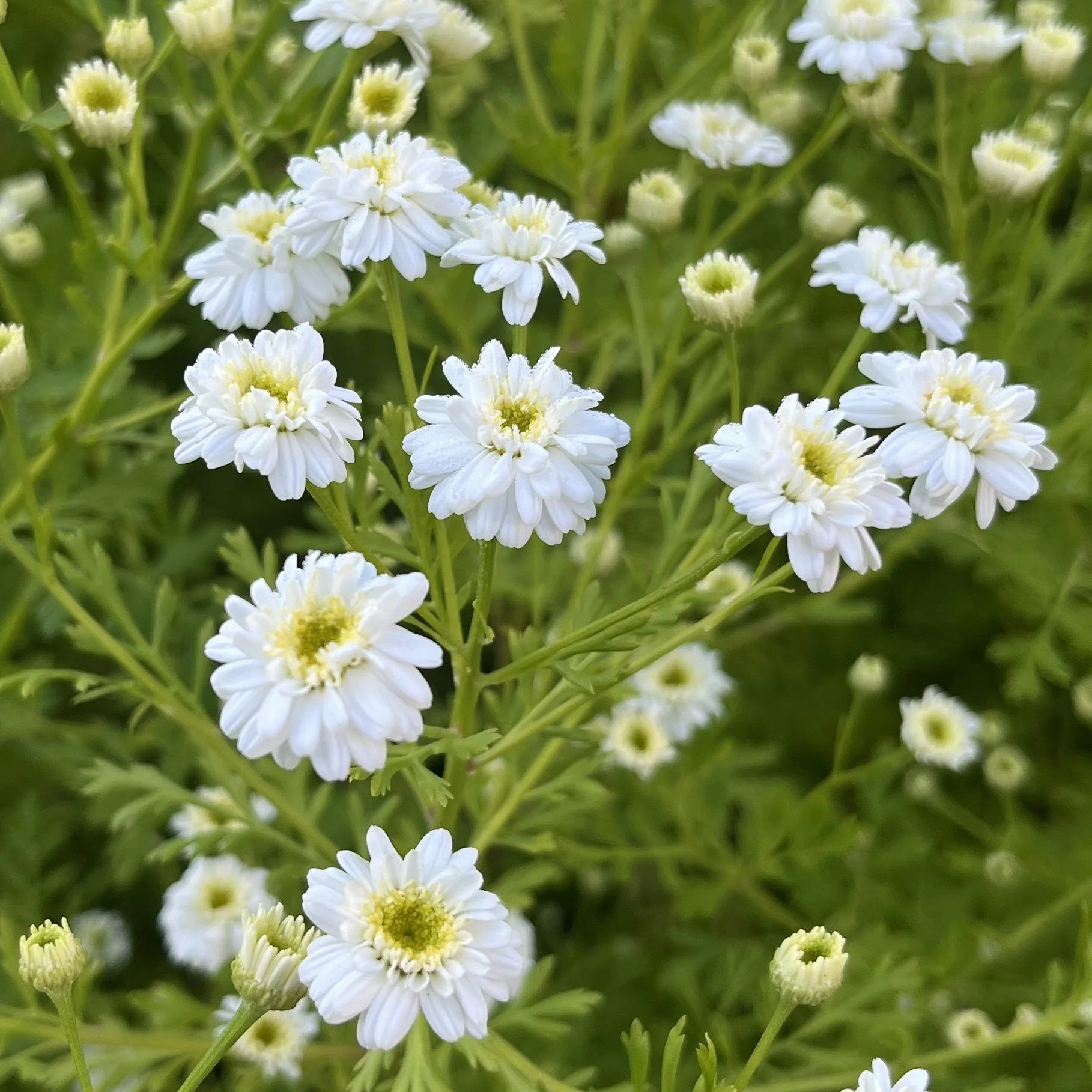 Feverfew - White Wonder.jpeg