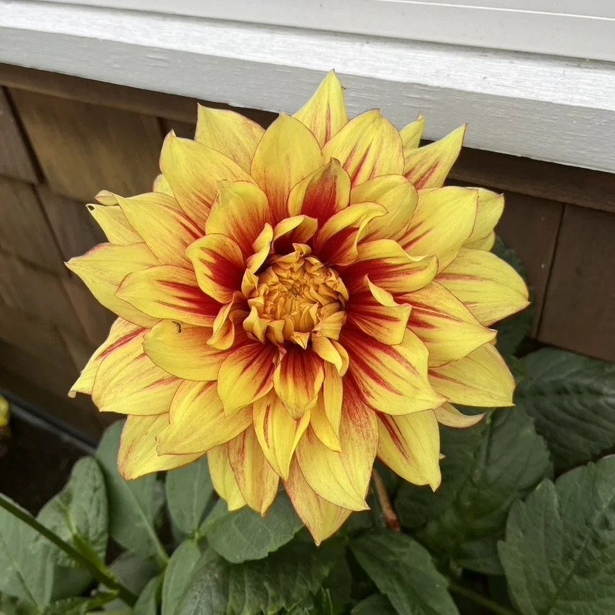 Dahlia - Dazzling Sun