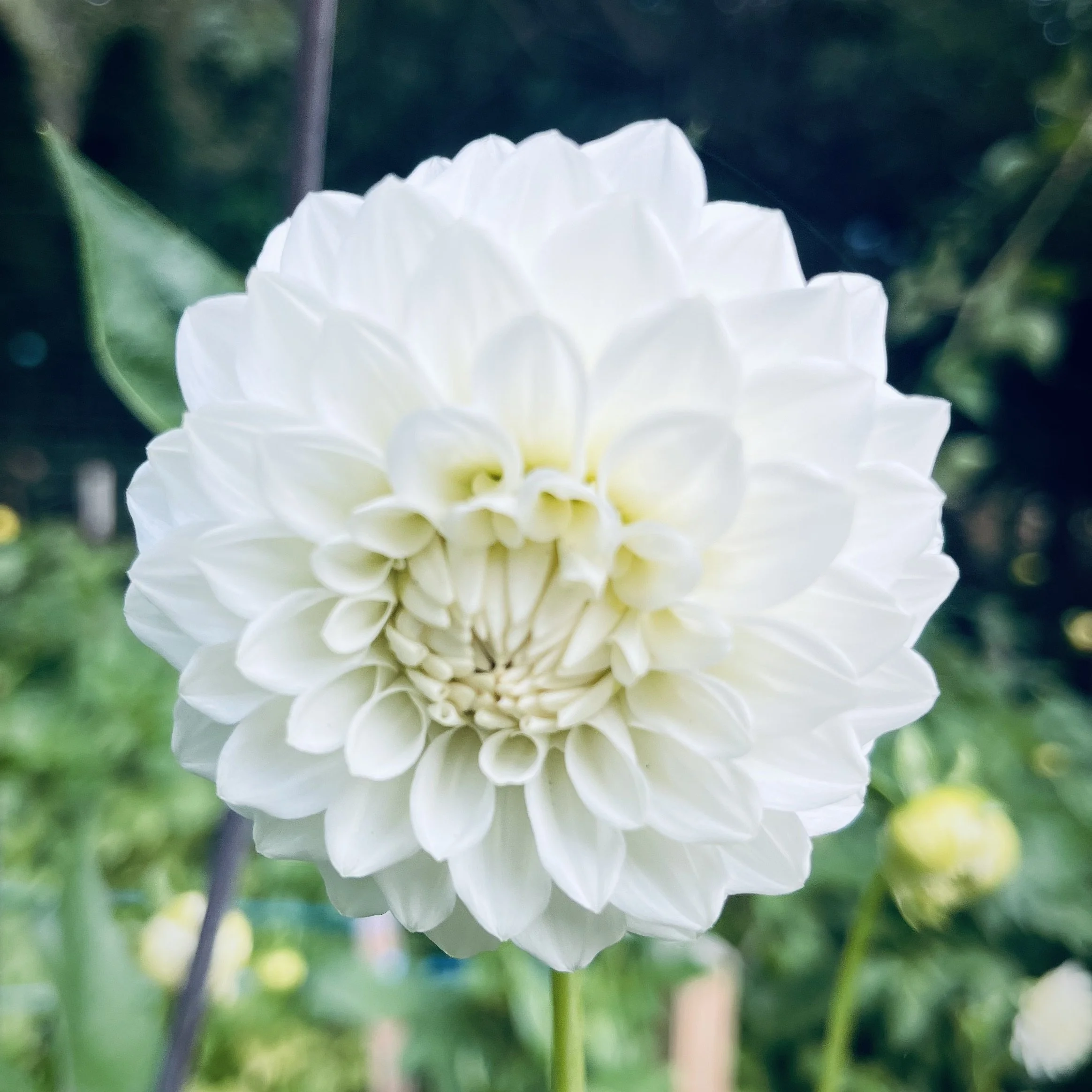 Dahlia - Boom Boom White