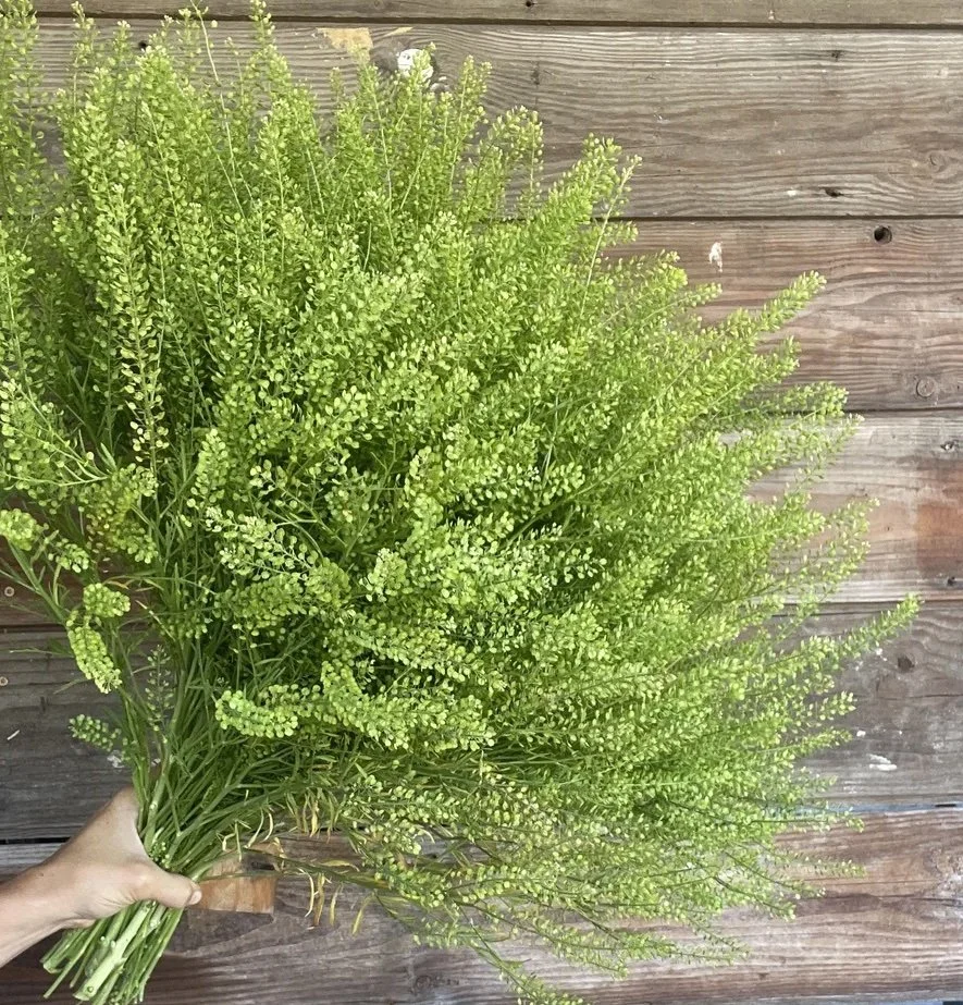 Cress - Green Dragon.jpg